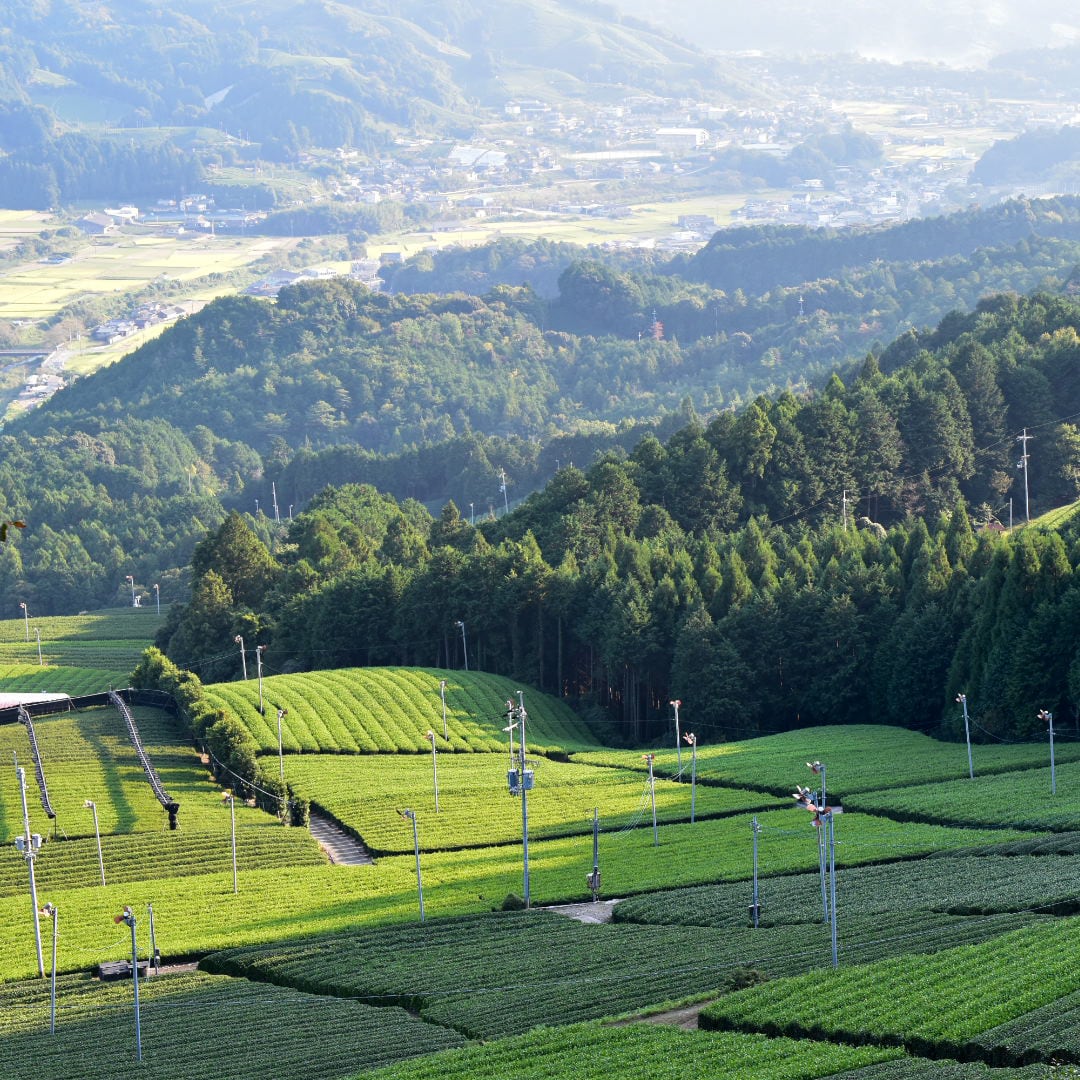 ジャージーミルク知久牧場×matchatripコラボセット | Sekiyado milk