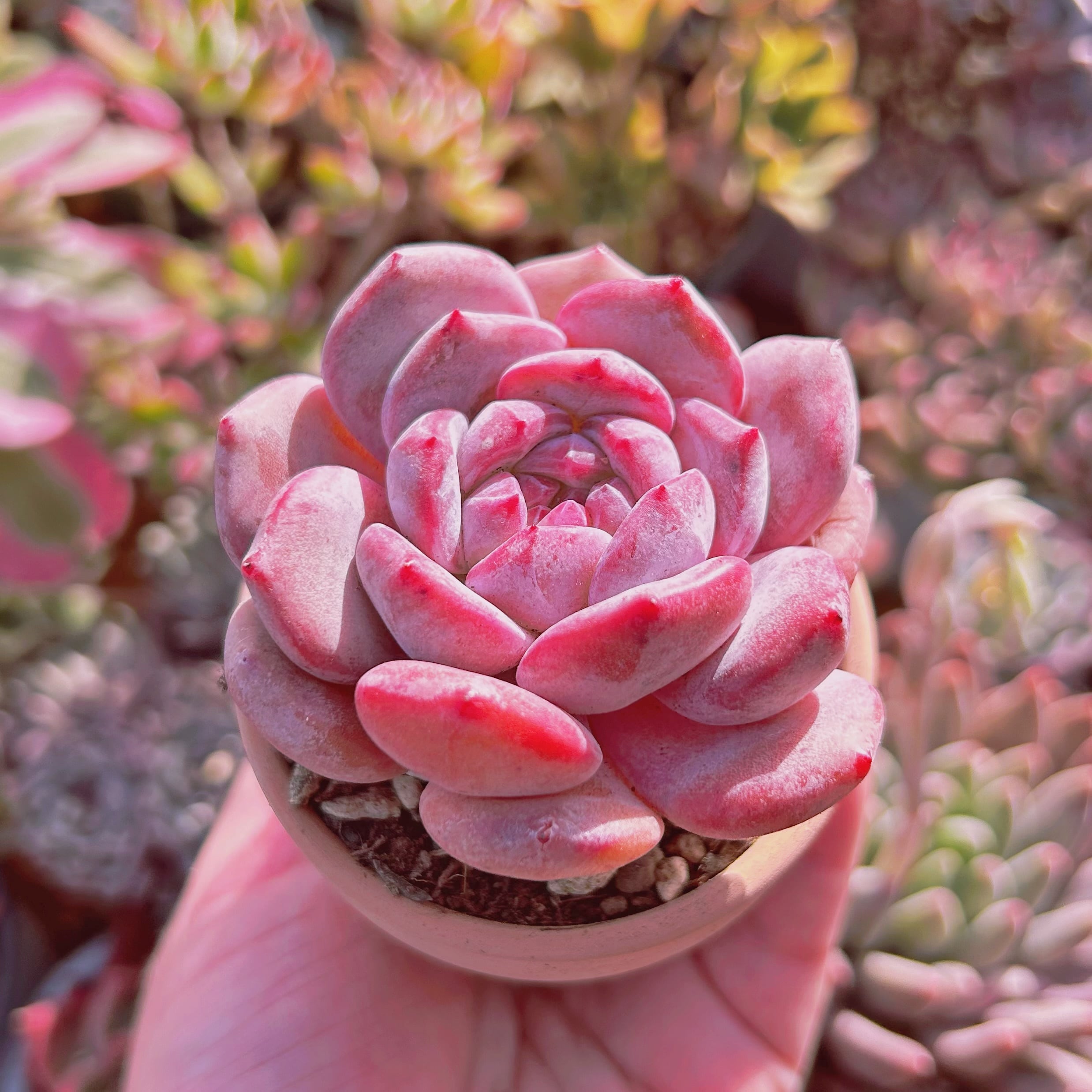 超美苗 多肉植物 Echeveria 星影 小傷あり | るる農園~多肉植物専門
