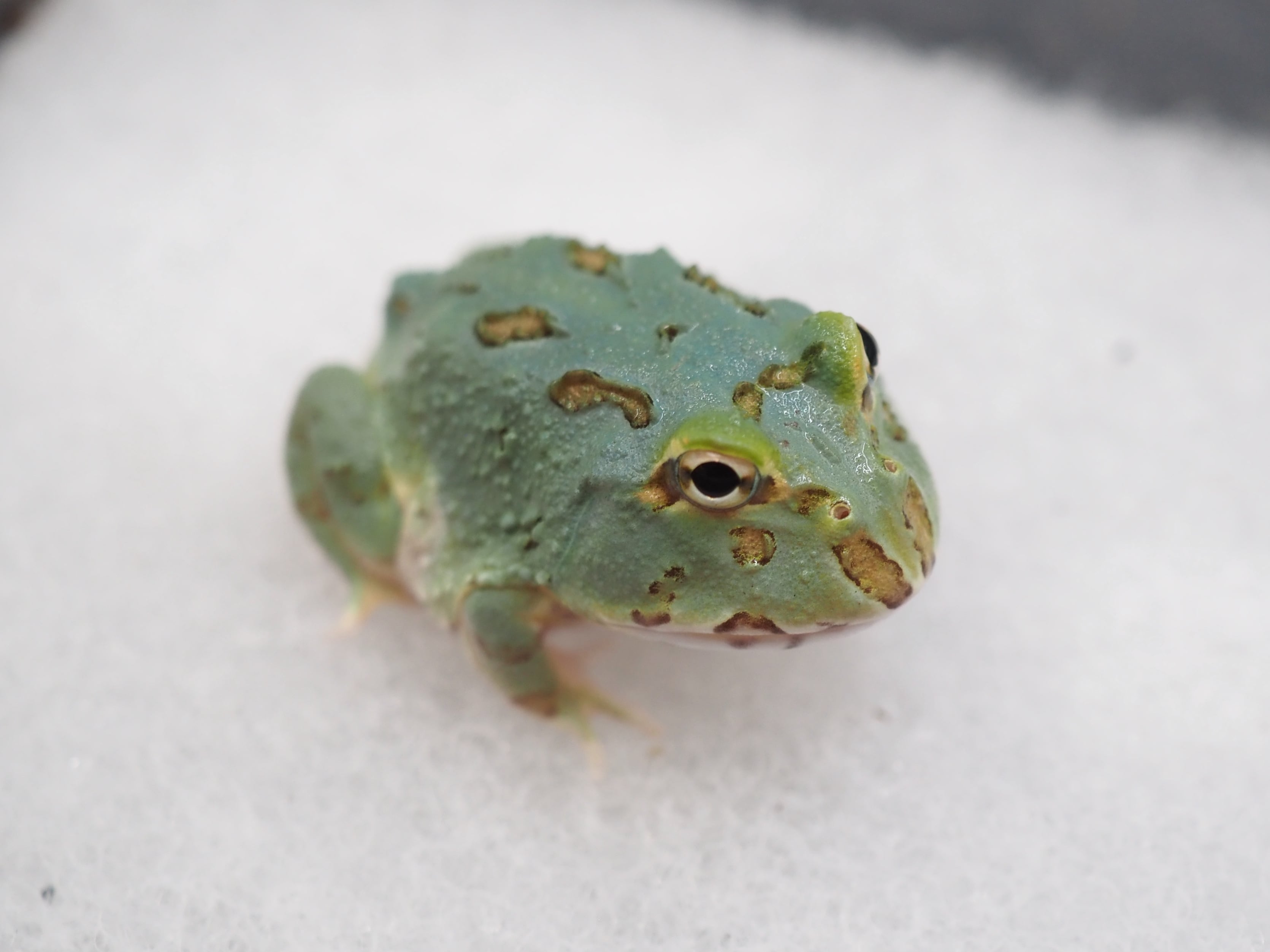 ④クランウェルツノガエル 