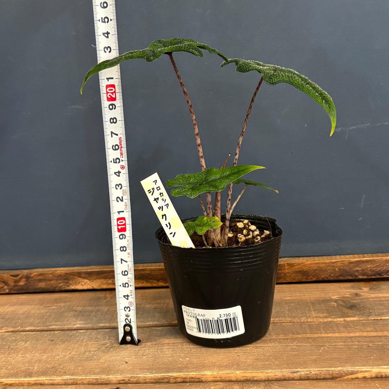 アロカシア ジャックリン【699】