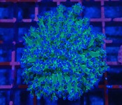 Euphyllia Divisa 2