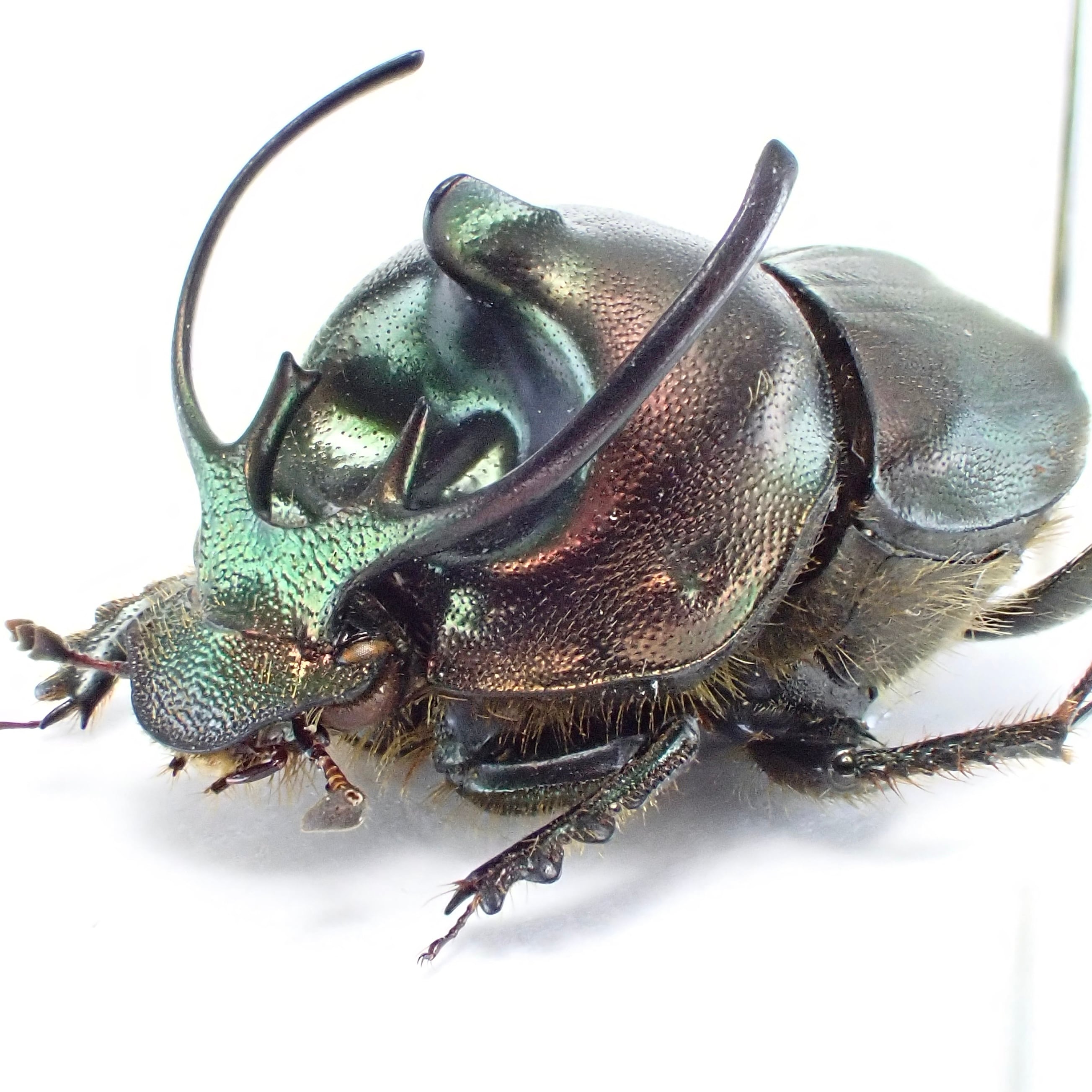 タンザニア産 Proagoderus sp. ♂ 15mm | 昆虫標本 Diggers & Rollers