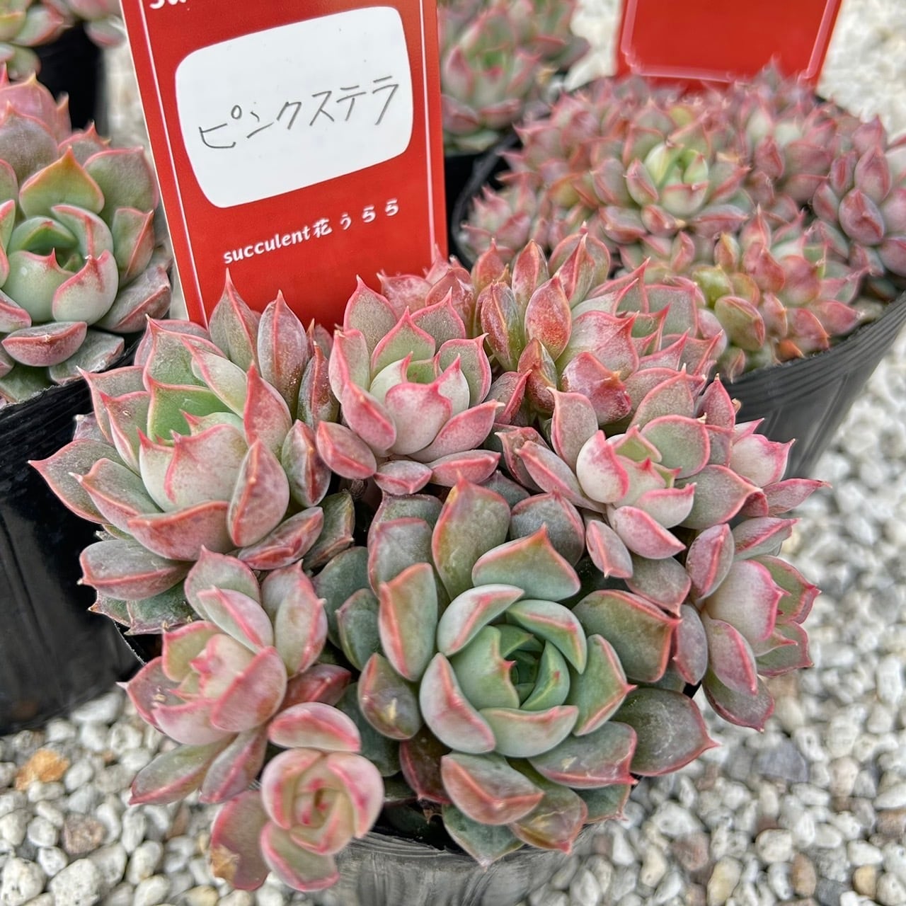 ALL ITEM | Succulent 花うらら 〜多肉植物