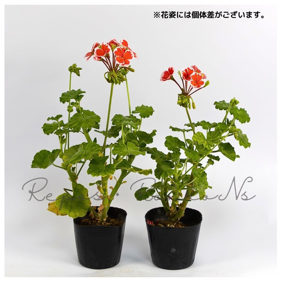 プレミアムゼラニウム：ミスターレン（3.5号） 覆輪咲き ゼラニウム苗