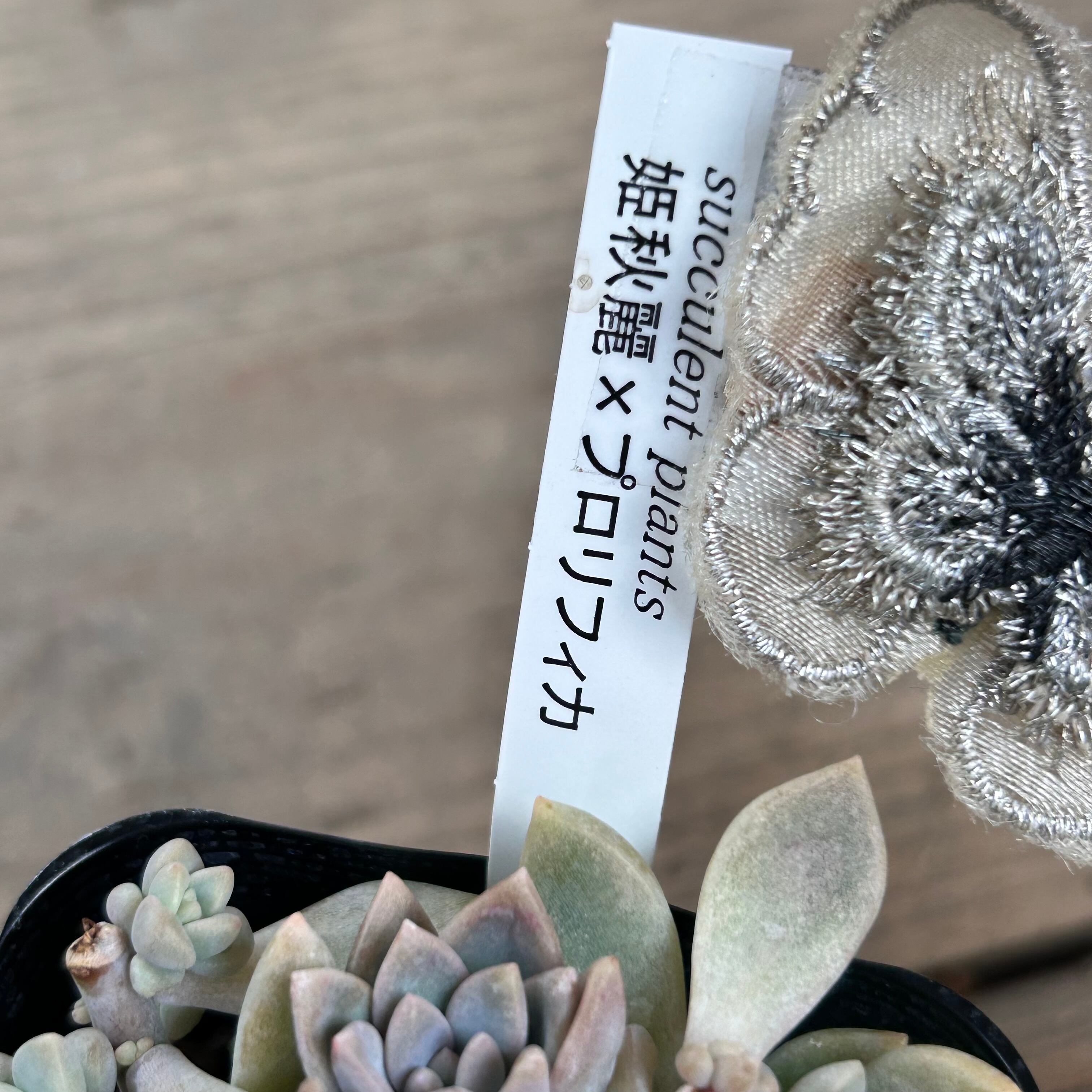 姫秋麗xプロリフィカ | RuPo 多肉植物専門店