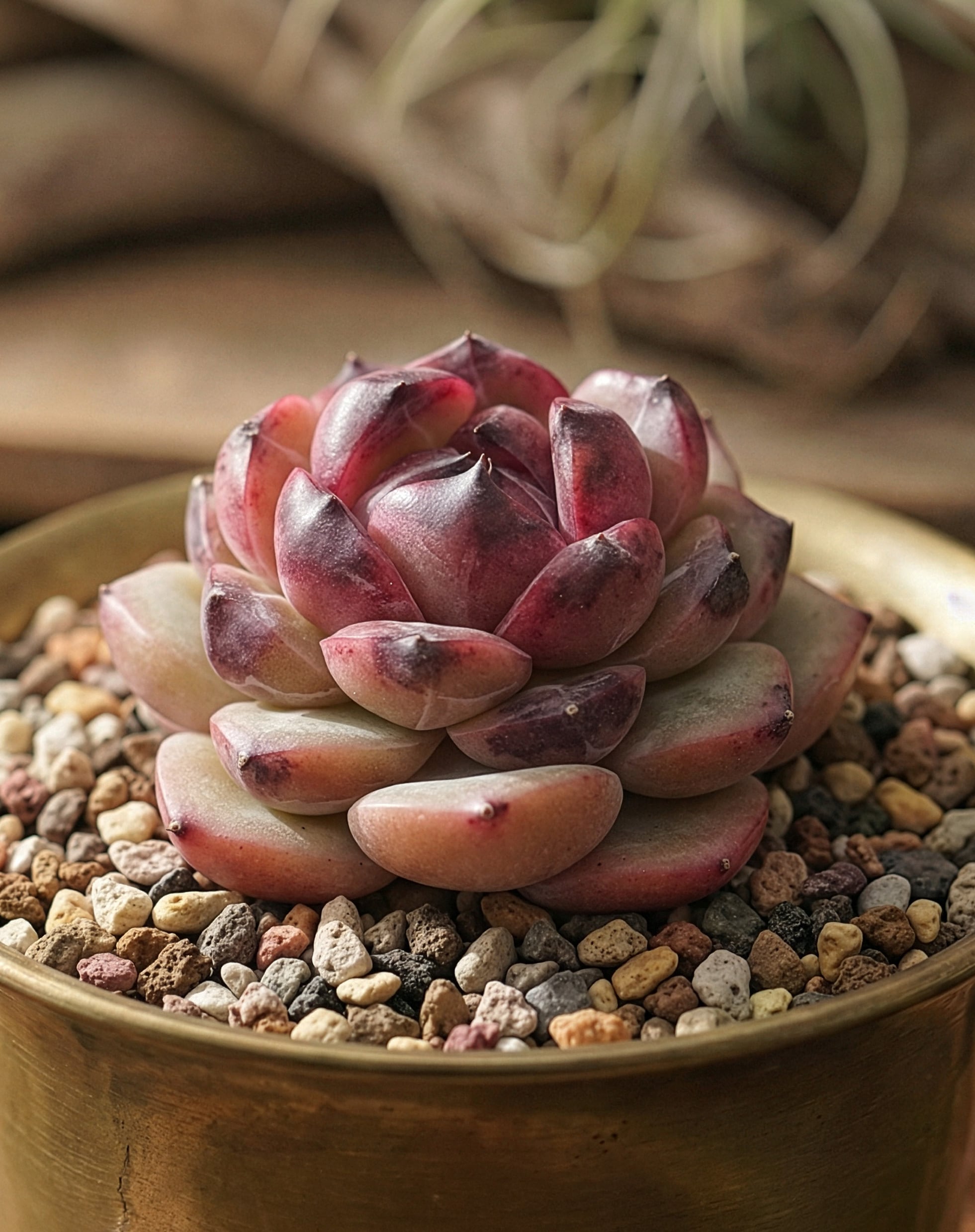 抜き苗 パリー トルンカータ オリザバ Agave parryi var.truncata