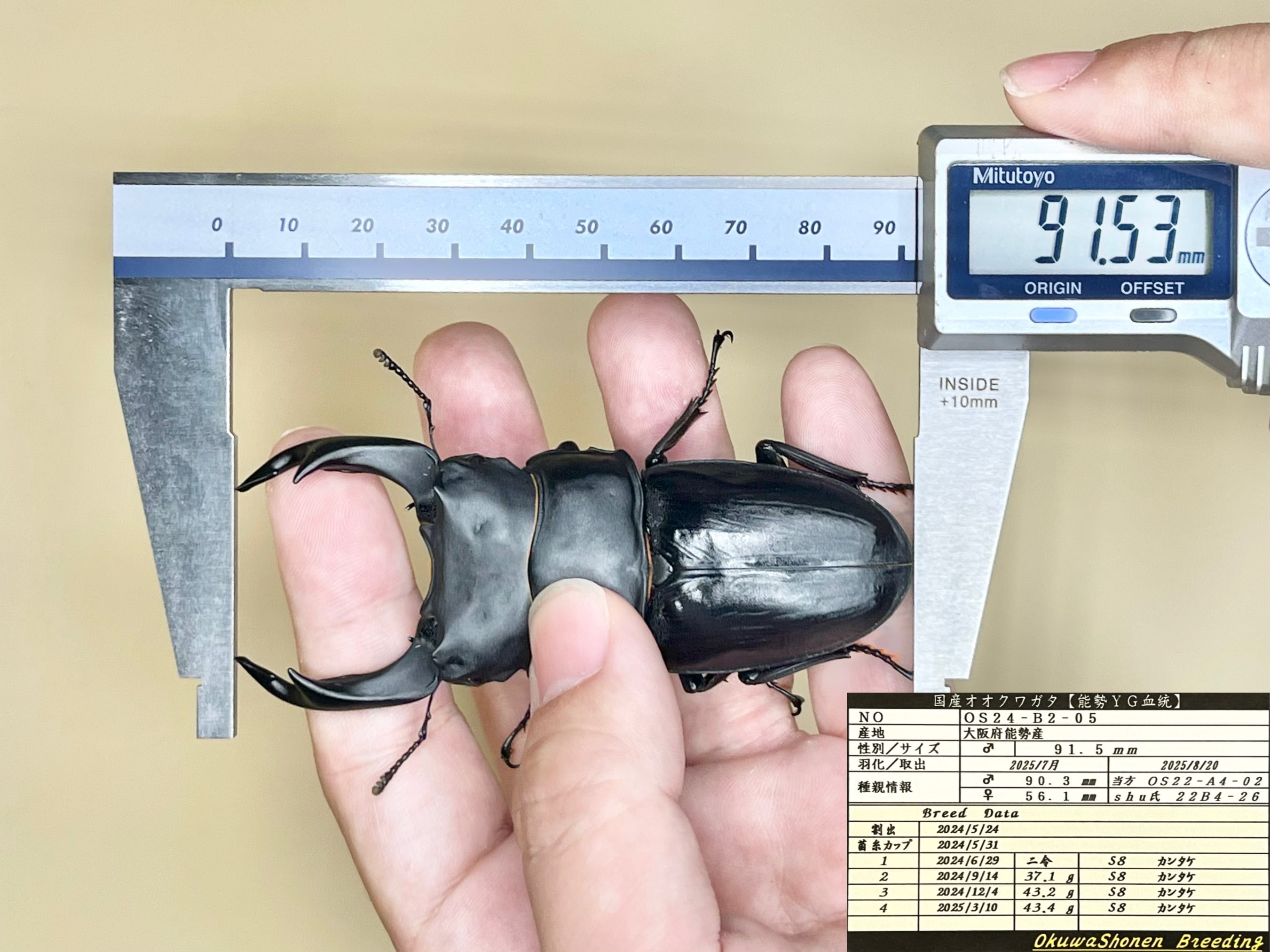ｵｵｸﾜ少年)89.6㎜ (B2)単品 ※少し翅ずれ※91.9,91.5㎜同腹