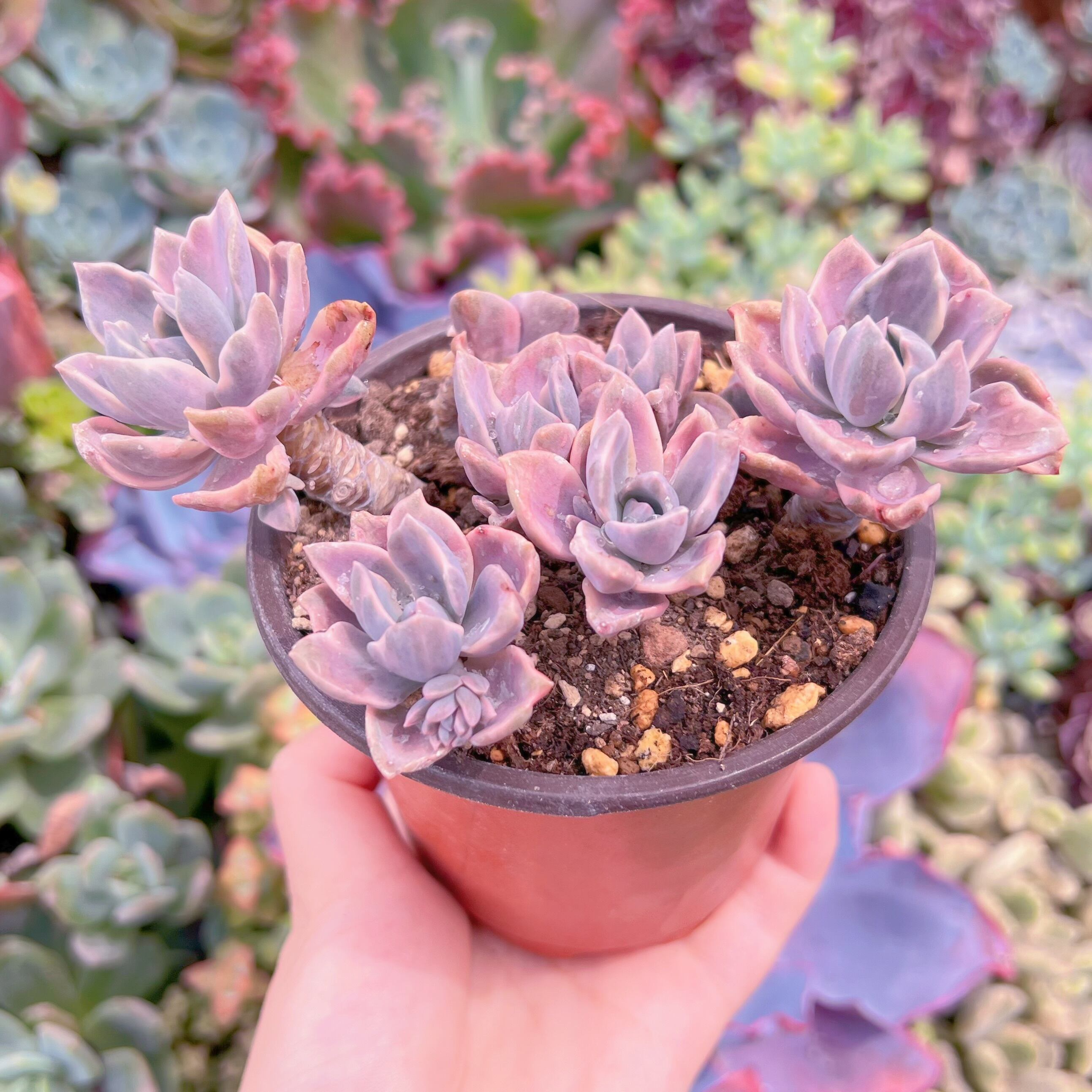 現品 リチャード錦#M149 大群生 るる農園 | るる農園~多肉植物専門