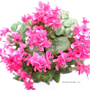 シクラメンの花 上から ソフトフォーカス調　Cyclamen flower from above soft focus tone