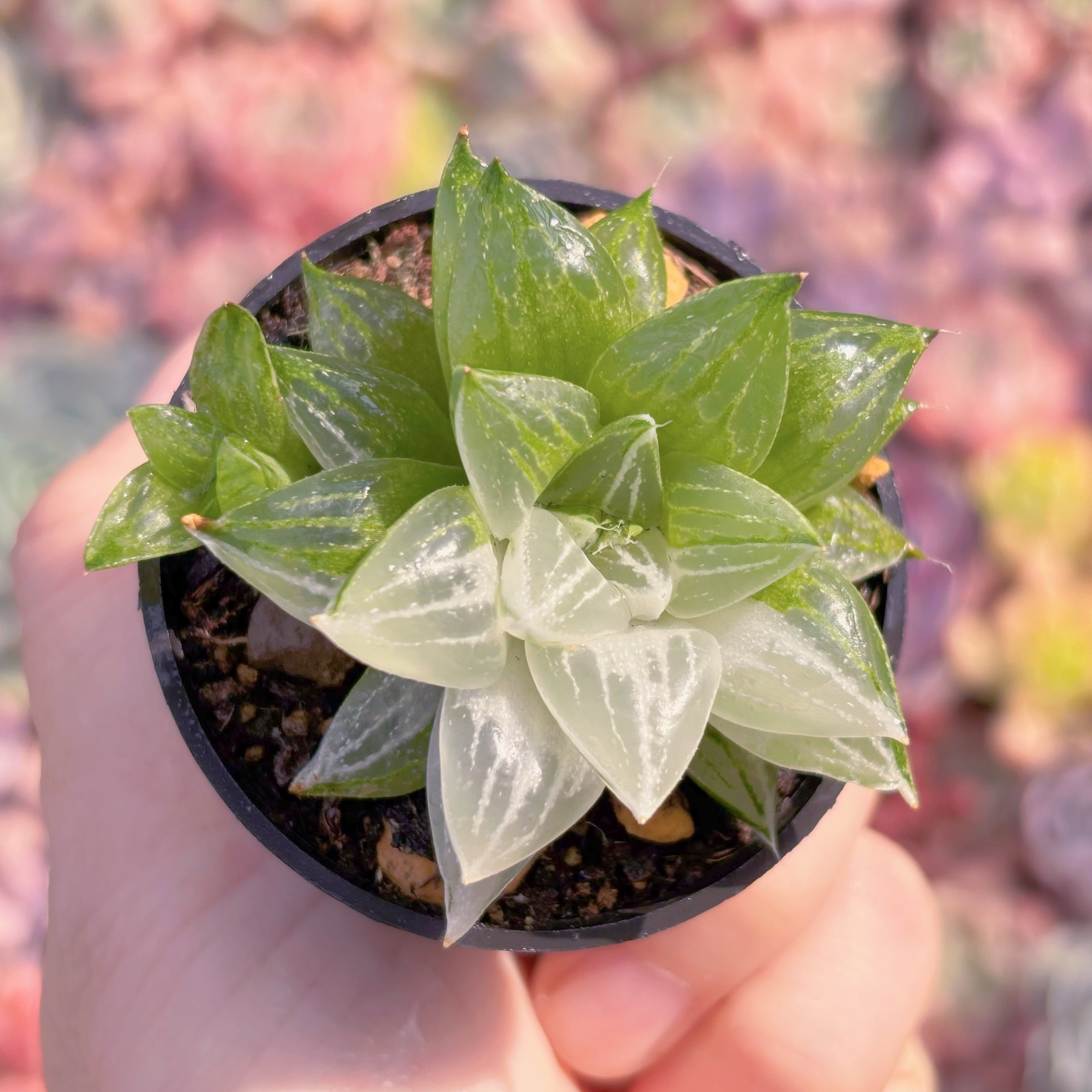 多肉植物　氷砂糖錦　新入荷　るる農園