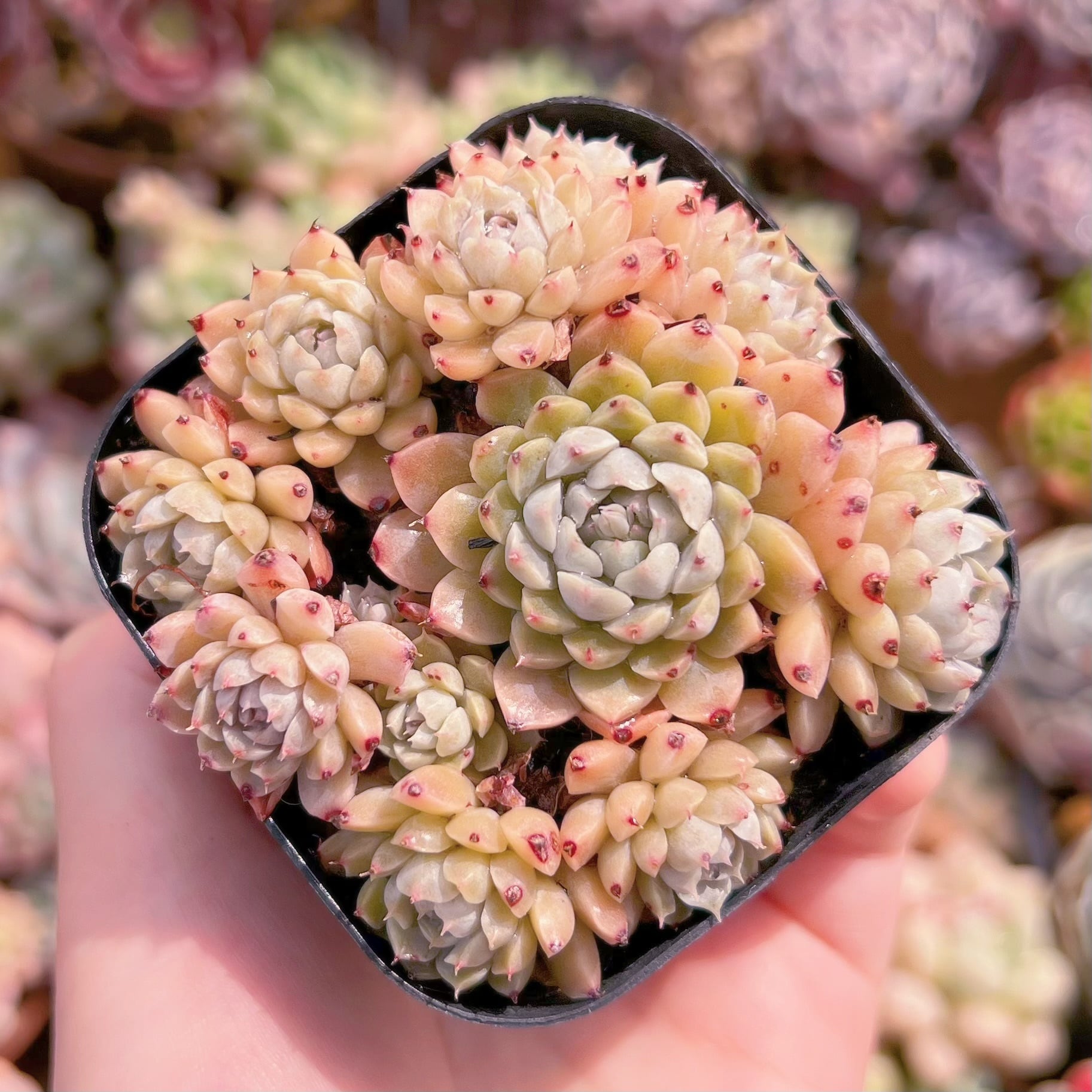 現品　メキシコミニマ#E08　群生　るる農園