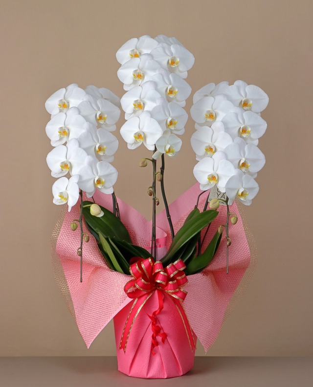 3本立　スタンダード（30輪～33輪程度）　白　【上品さを纏った贈りやすい一鉢】コンパクトながら華やかさを引き立てる一鉢に仕上げました。ビジネスシーンや大切な方への贈り物に最適です。