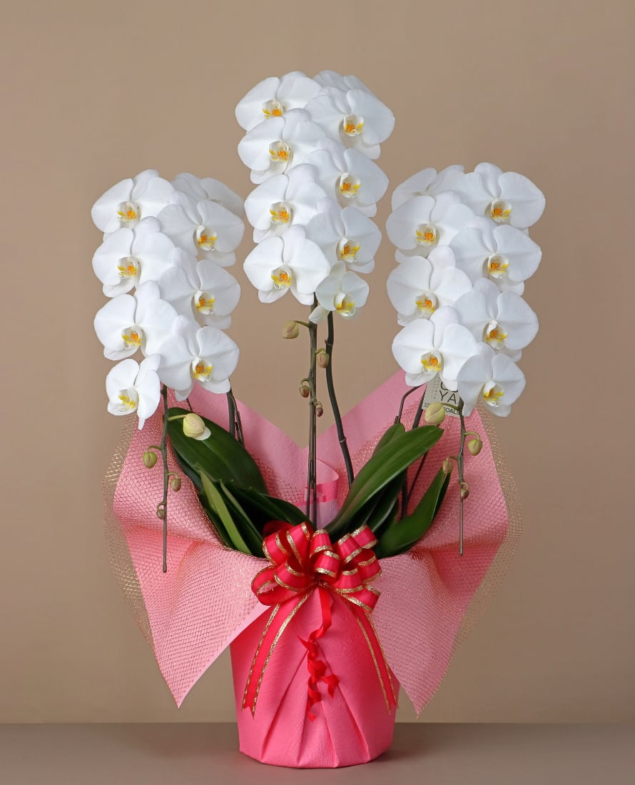 3本立 スタンダード(30輪~33輪程度) 白 【上品さを纏った贈りやすい一鉢】コンパクトながら華やかさを引き立てる一鉢に仕上げました。ビジネスシーンや大切な方への贈り物に最適です。