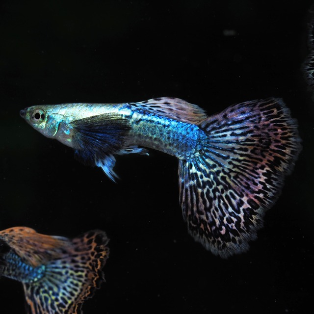 プラチナレッドドラゴン　２ペア＋おまけブラオメス２匹