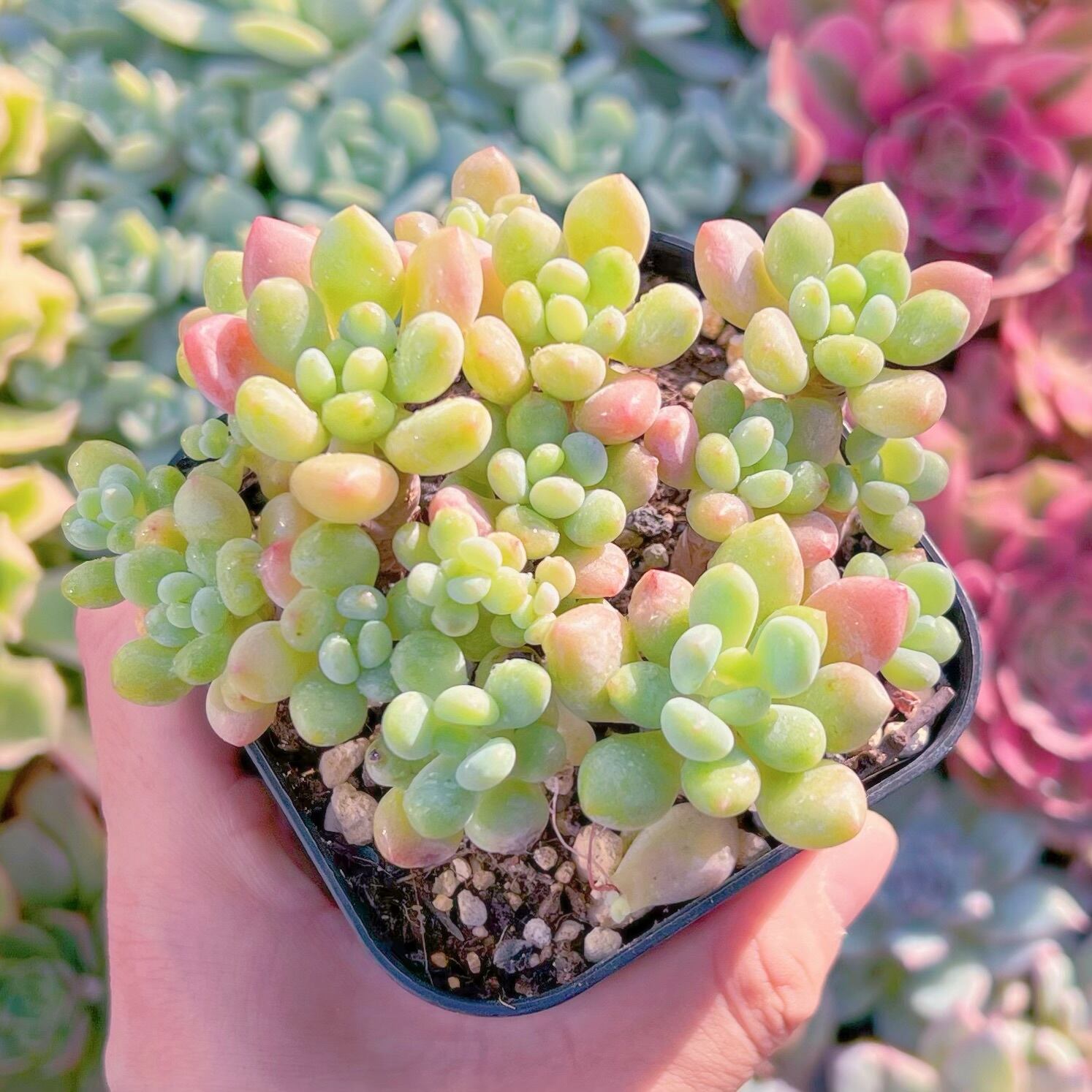 現品　ロココ#662   古株群生　るる農園