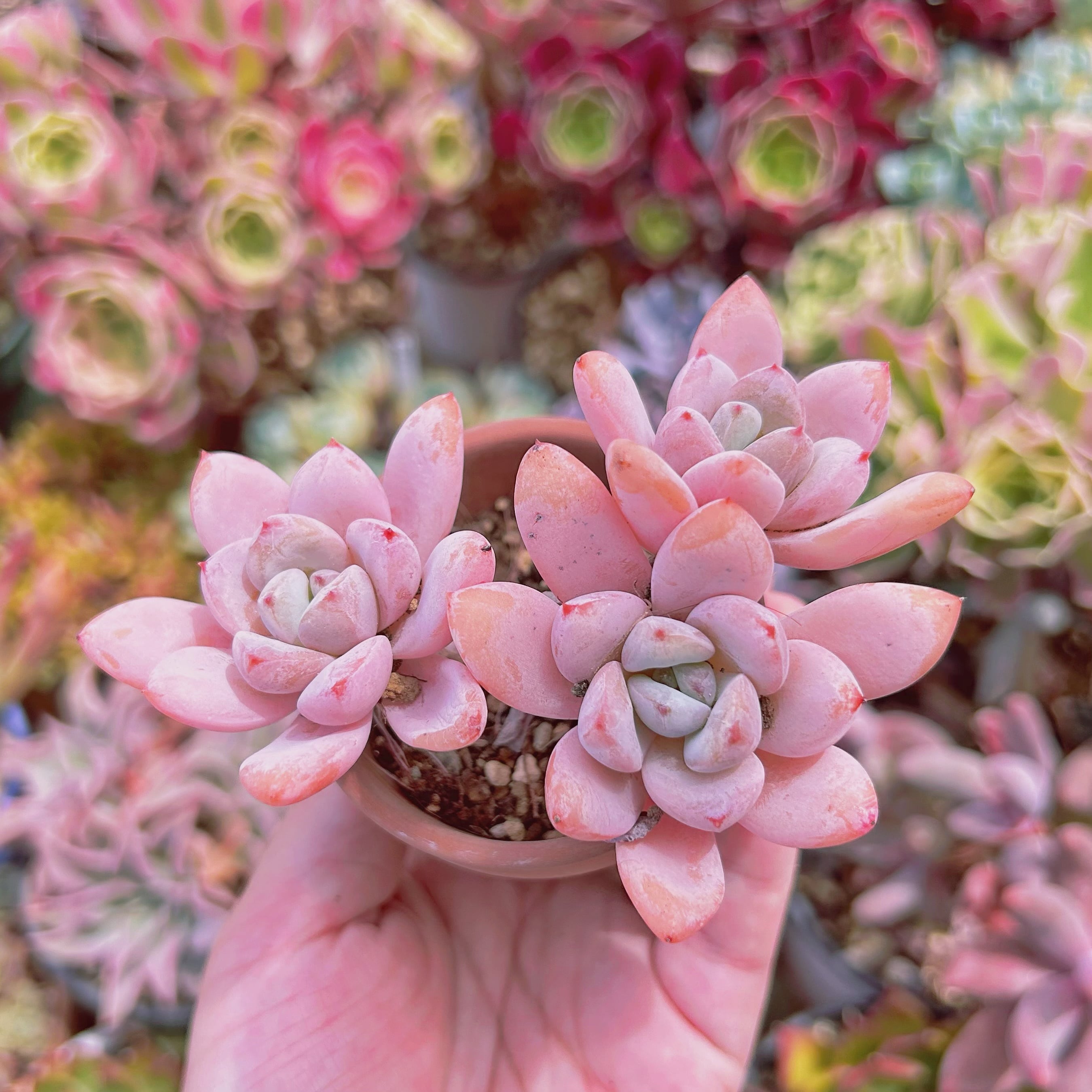 #634現物　多肉植物　Echeveria   星雪　大群生