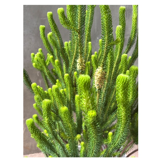Erica sessiliflora