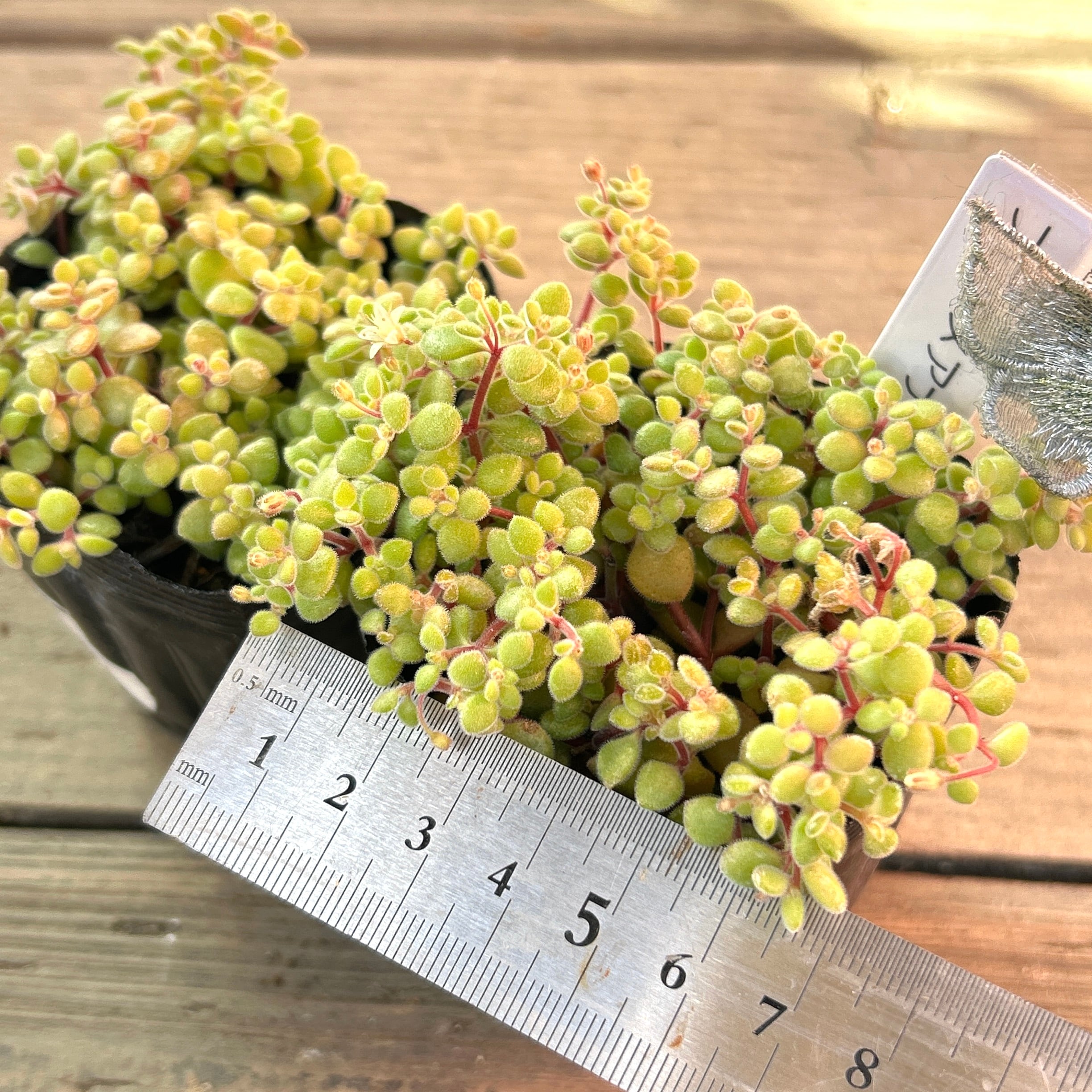 ブロウメアナ | RuPo 多肉植物専門店