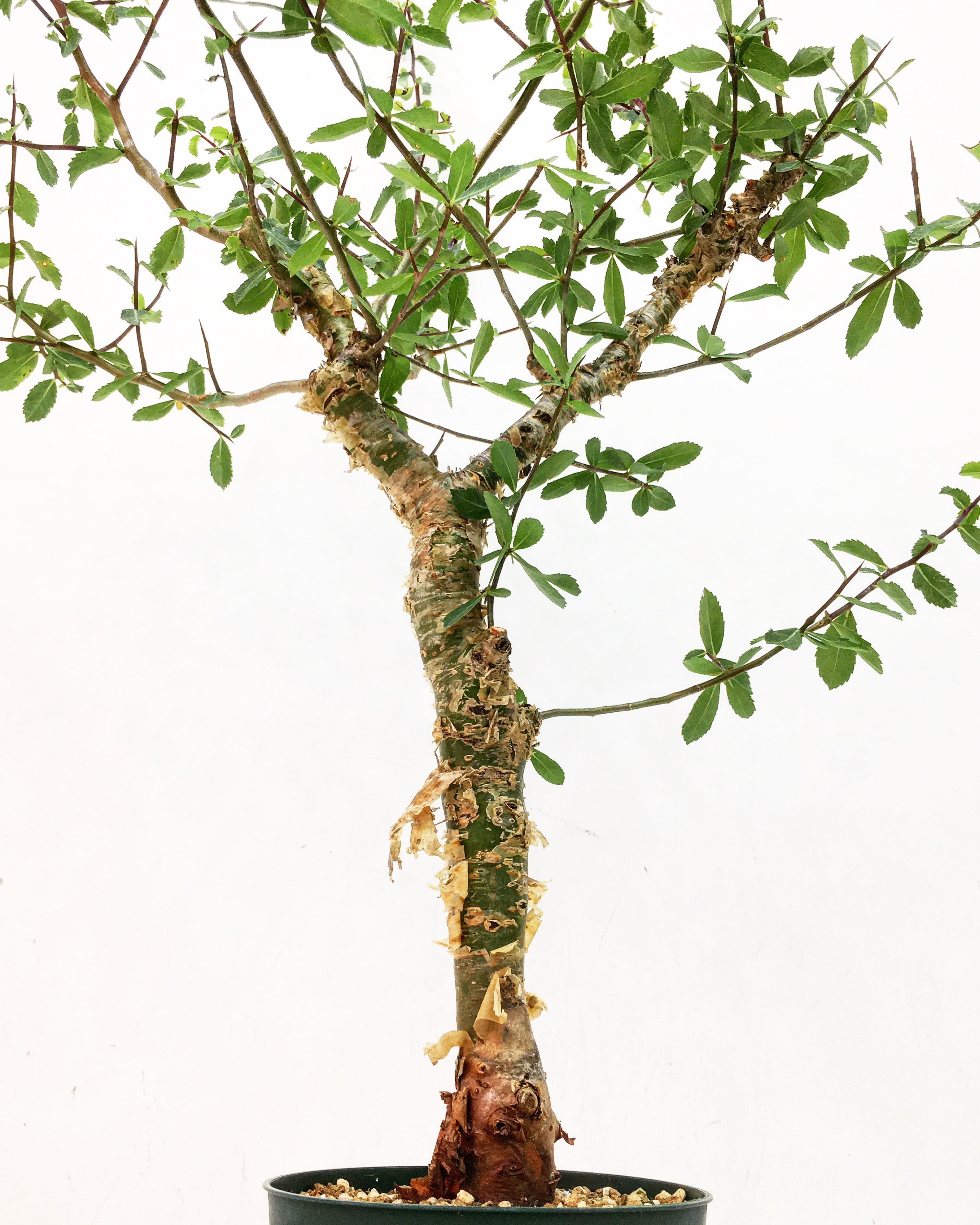 コミフォラ ミルラ Commiphora myrrha 20230901 | SPG 