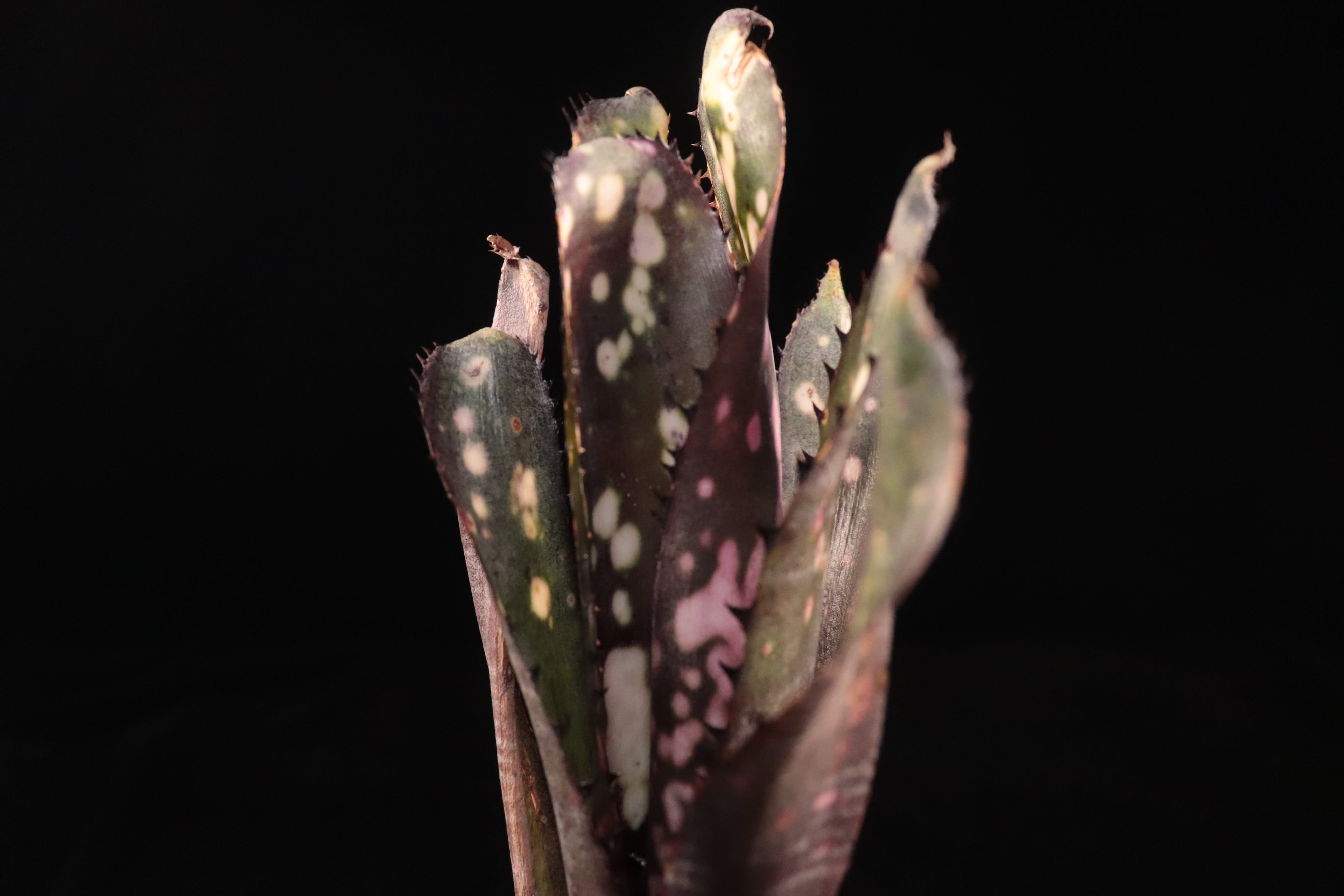 送料無料】Billbergia 'Kolan Purple Piranha'〔ビルベルギア〕現品