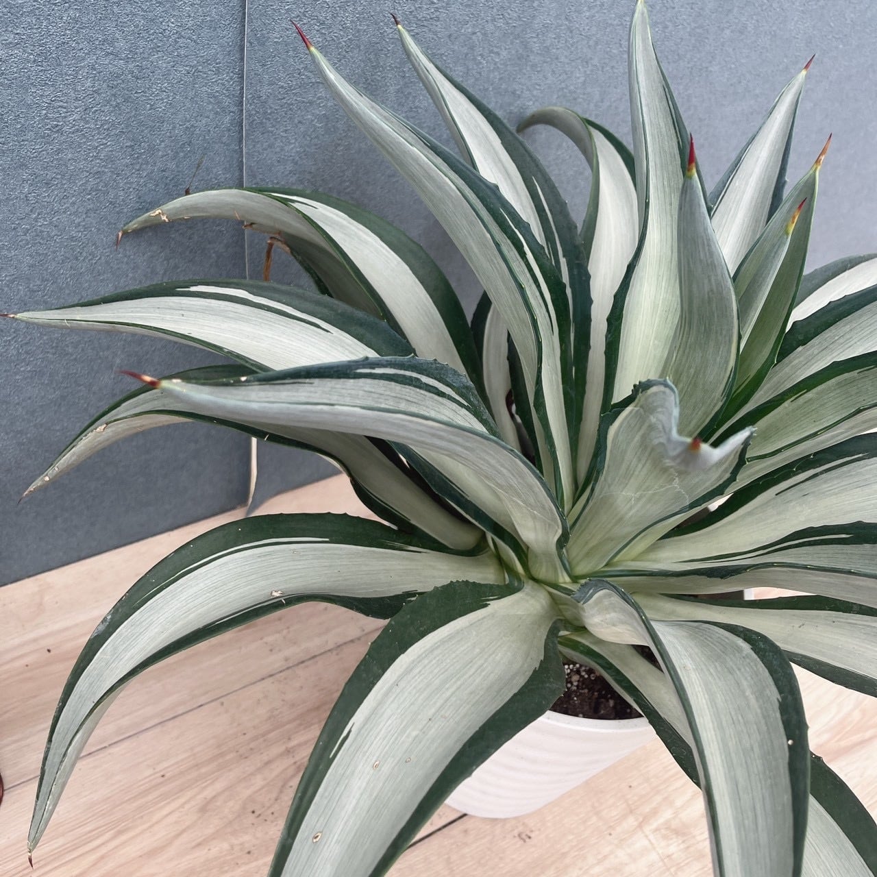［現品］【希少】A38 アガベ　クイック　シルバー　8号　観葉植物　レア　斑入 現品］【希少】2番 アガベ クイック シルバー 8号 観葉植物 レア
