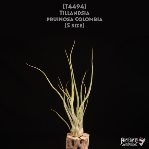 【送料無料】pruinosa Colombia S〔エアプランツ〕現品発送T4494