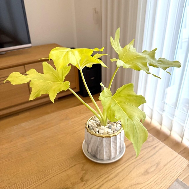 フィロデンドロン・ワルセヴィッチ