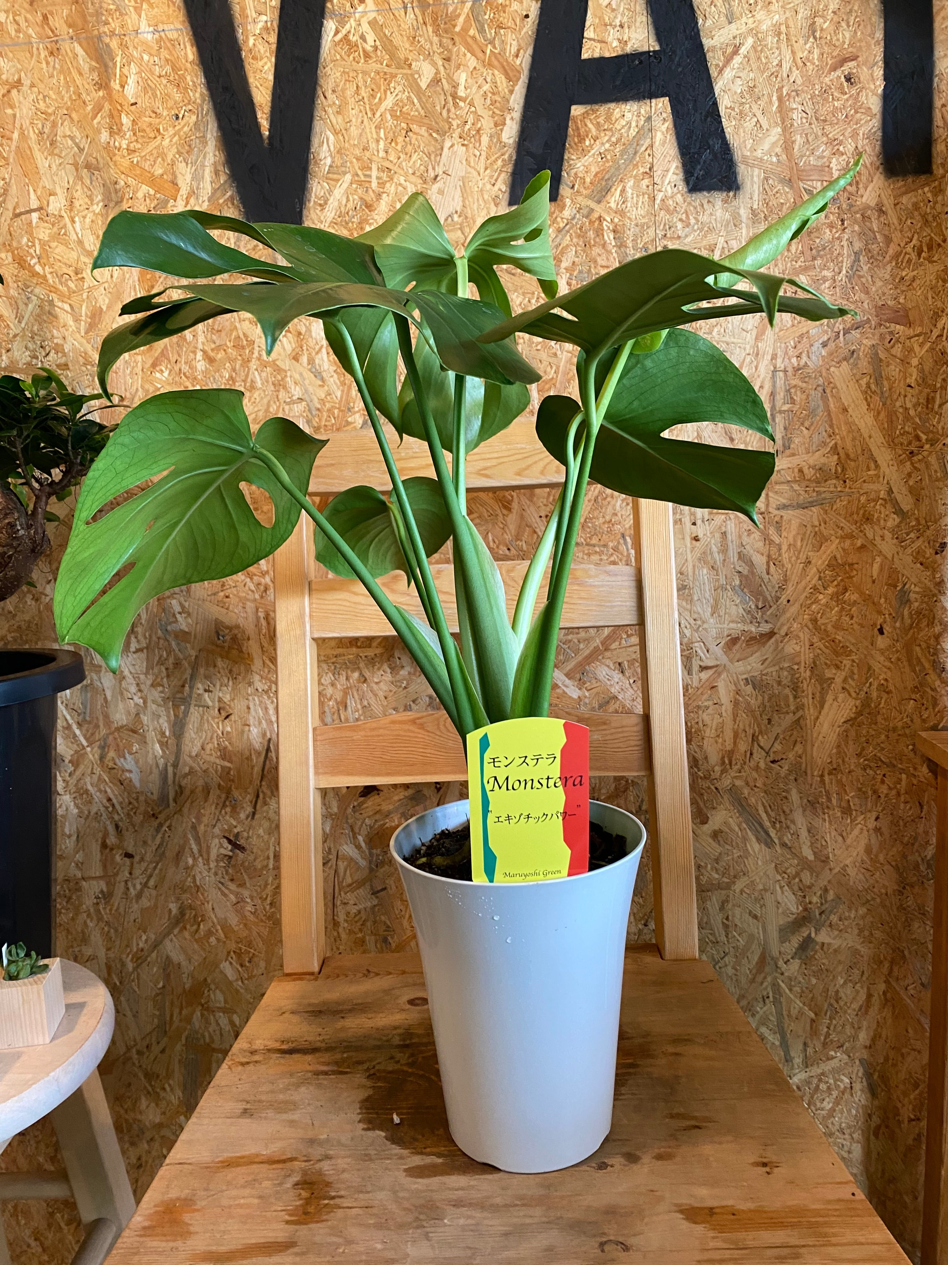 モンステラ H55cm W40cm 口径14cm | Garden Varejo