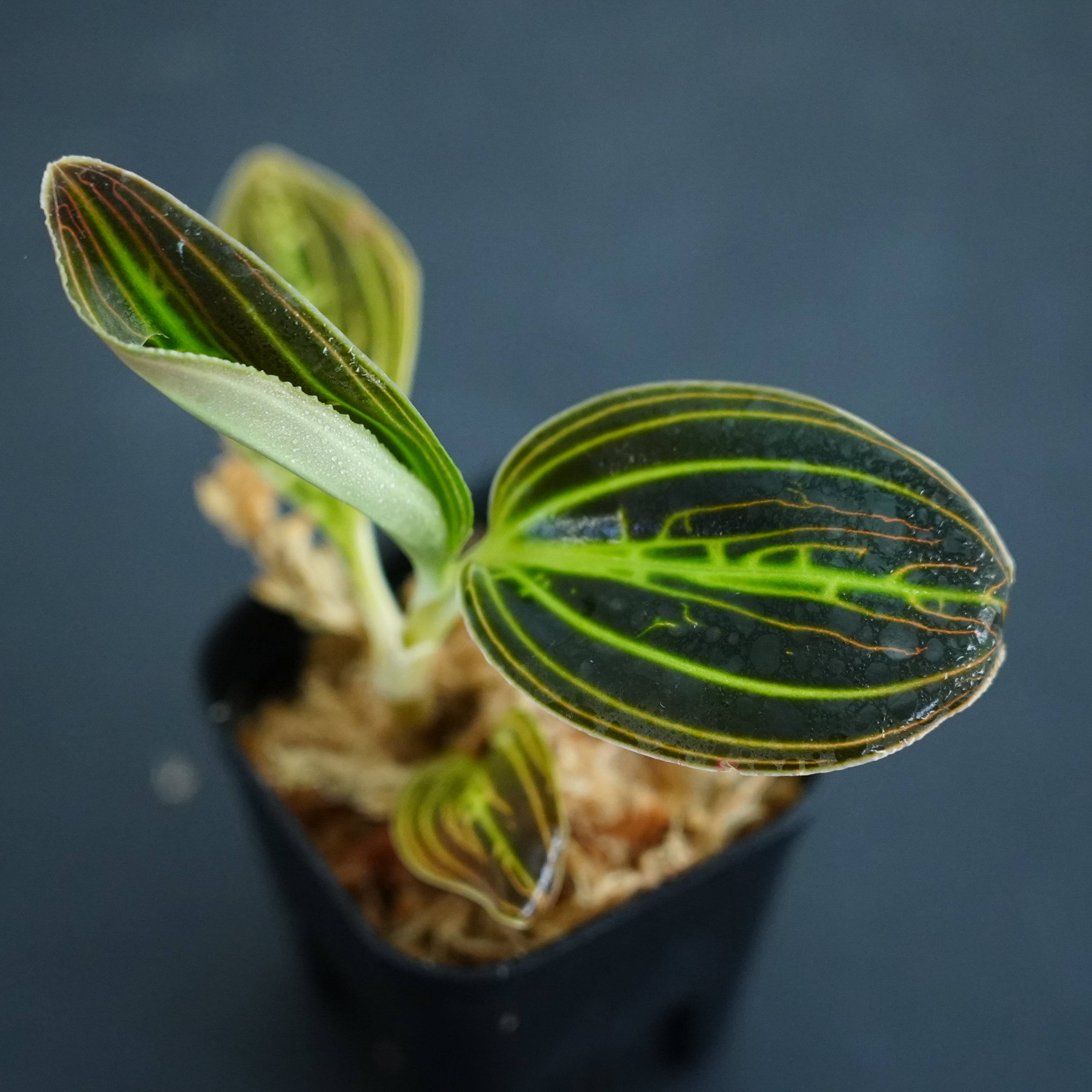 ◆現品◆Macodes sanderiana Stranger【ジュエルオーキッド宝石蘭/B&L】#929