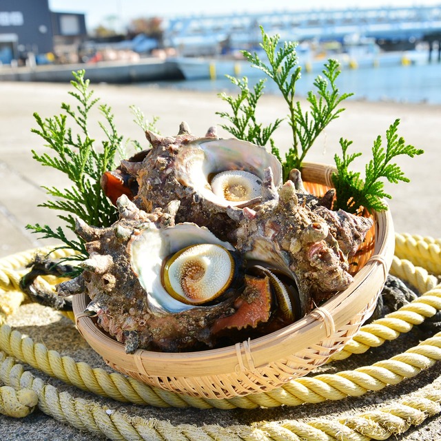 2026年2月10日（火）発送【厳選】国産サザエ 2kg