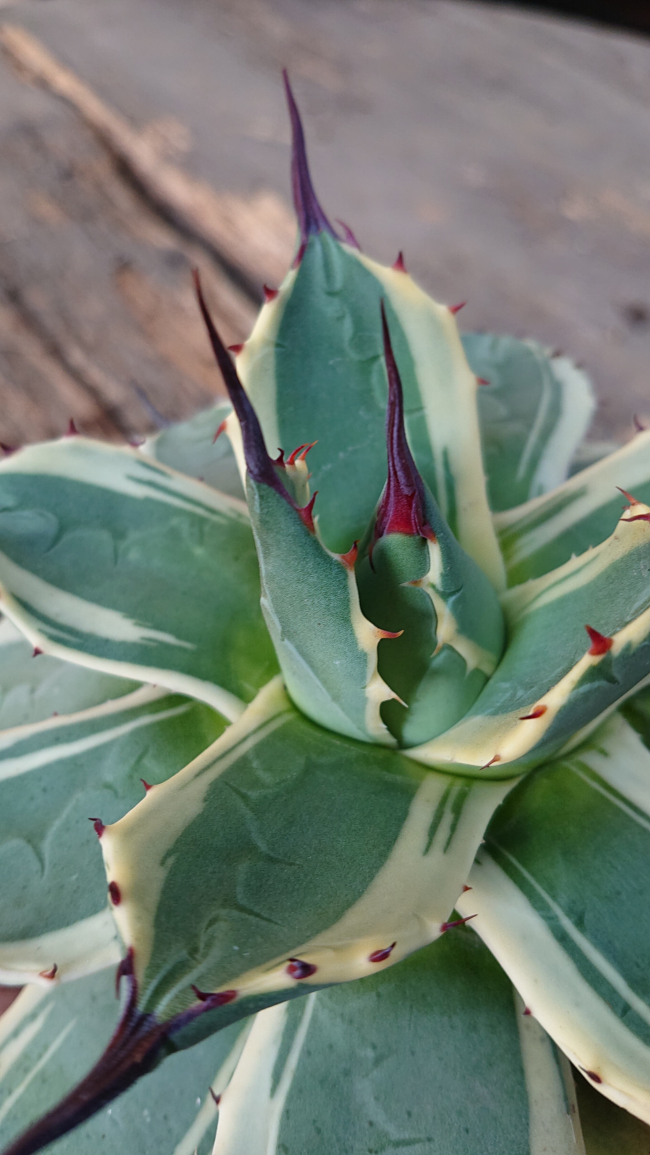 f3bbd8c900215246e22610645145c4