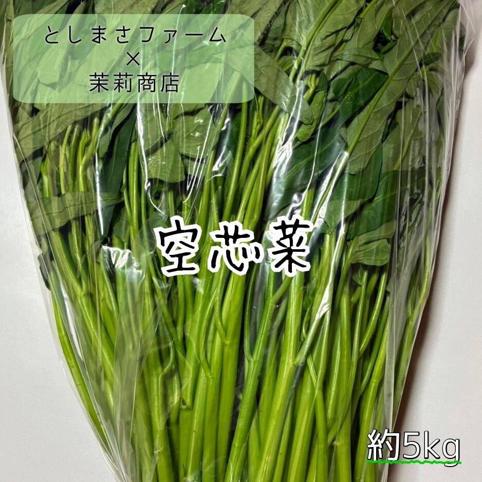 【冷蔵便】空心菜/空芯菜/エンサイ/千葉県産/約5kg入/業務用 空芯菜(空心菜)5kg 業務用 千葉県産 | 茉莉商店