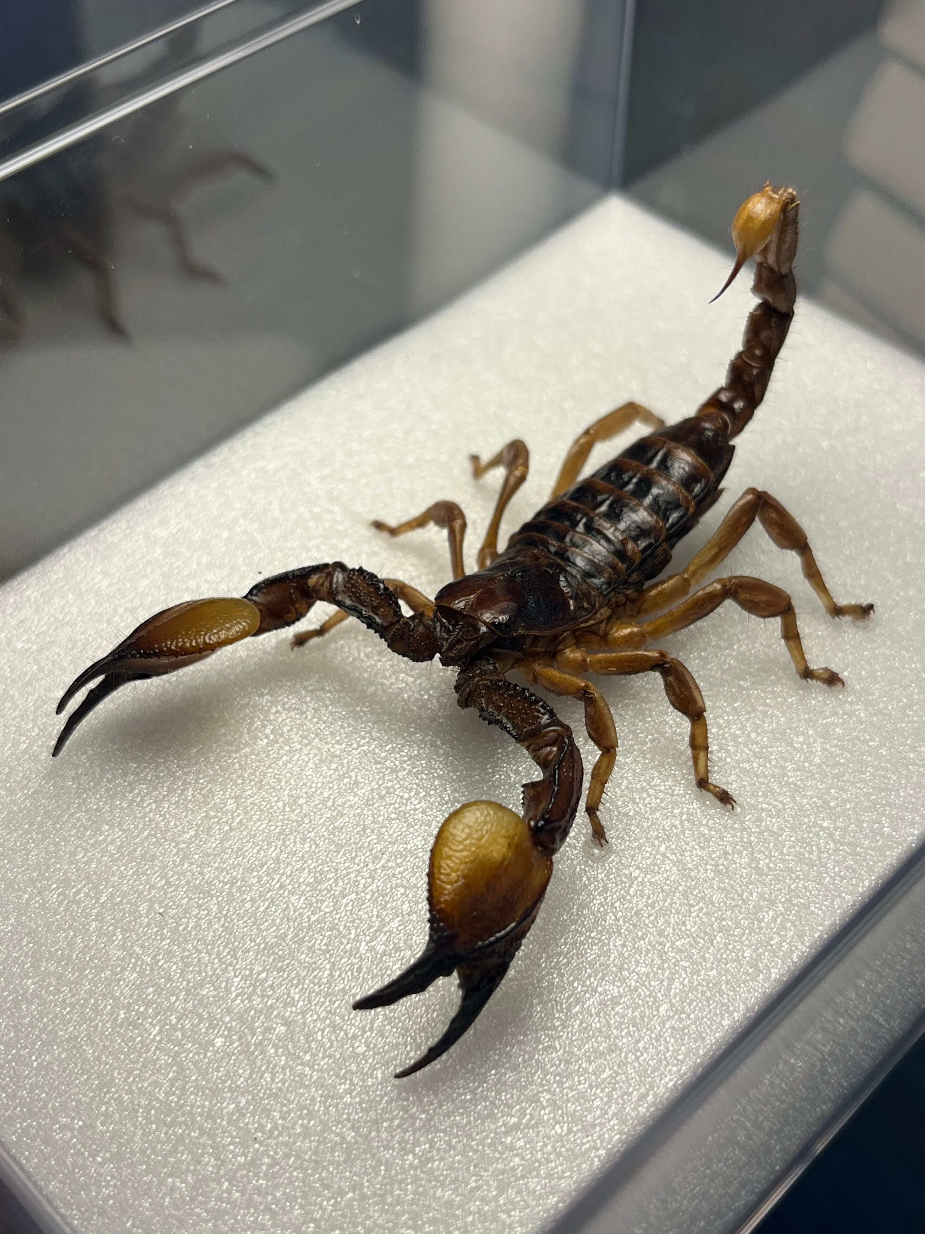 150mm程】ダイオウサソリ エンペラースコーピオンムカデセンチピード