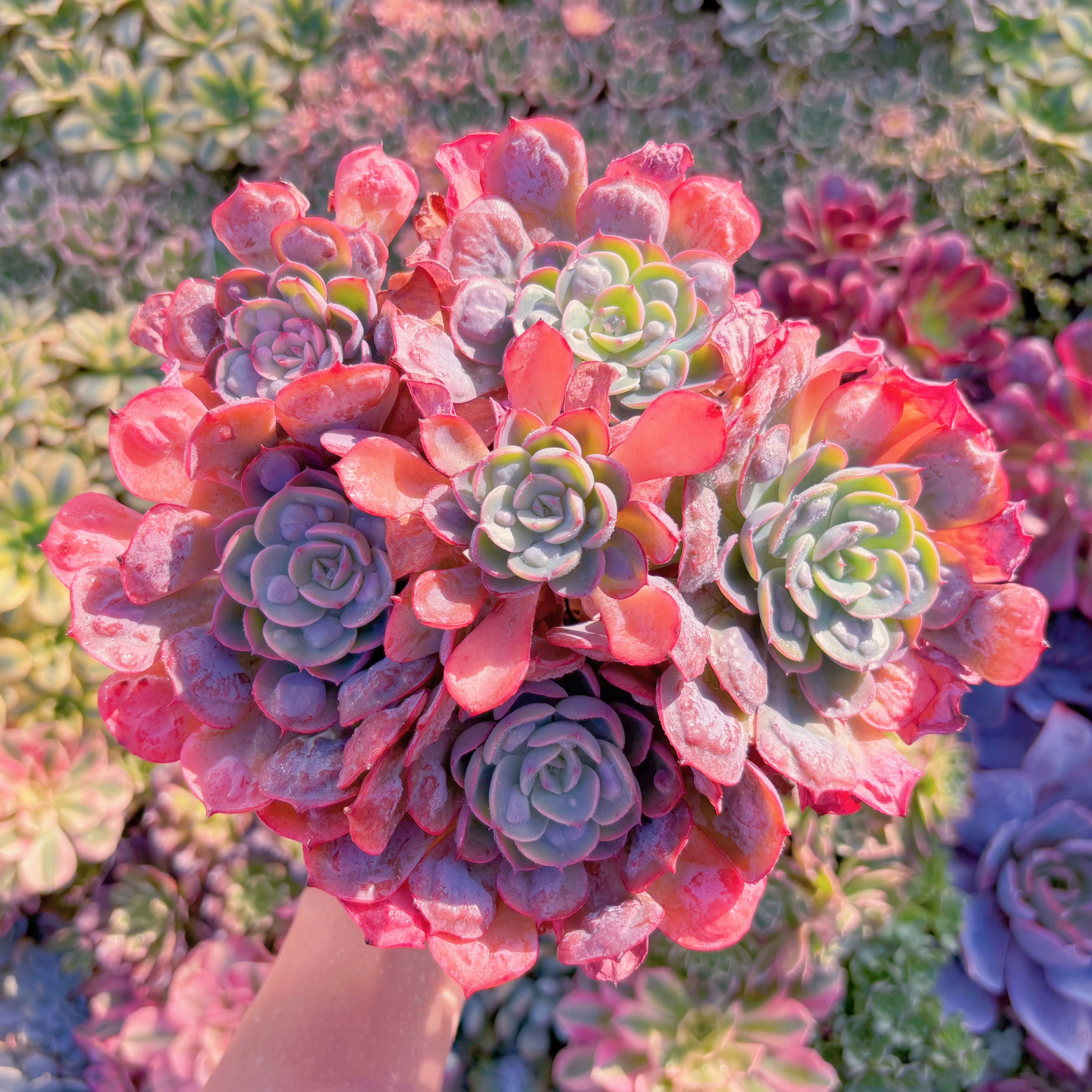 現品　ビヨンセ#M275　特大群生　るる農園