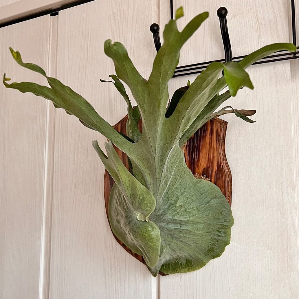 ビカクシダ グランデ 板付 【観葉植物 壁掛け コウモリラン
