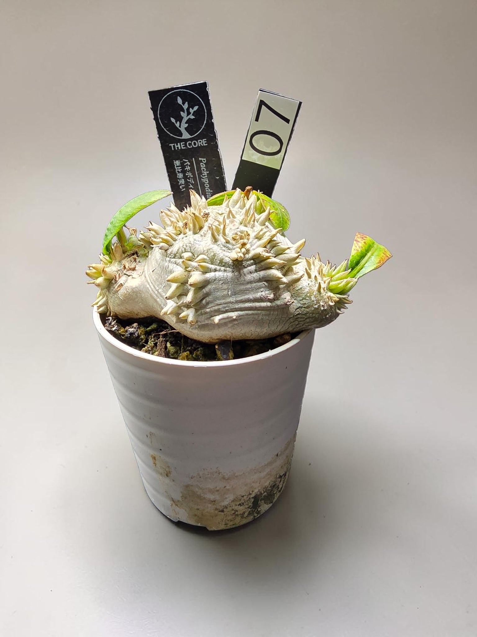 良形・人気種】パキポディウム・ブレビカウレ 恵比寿笑い (Pachypodium