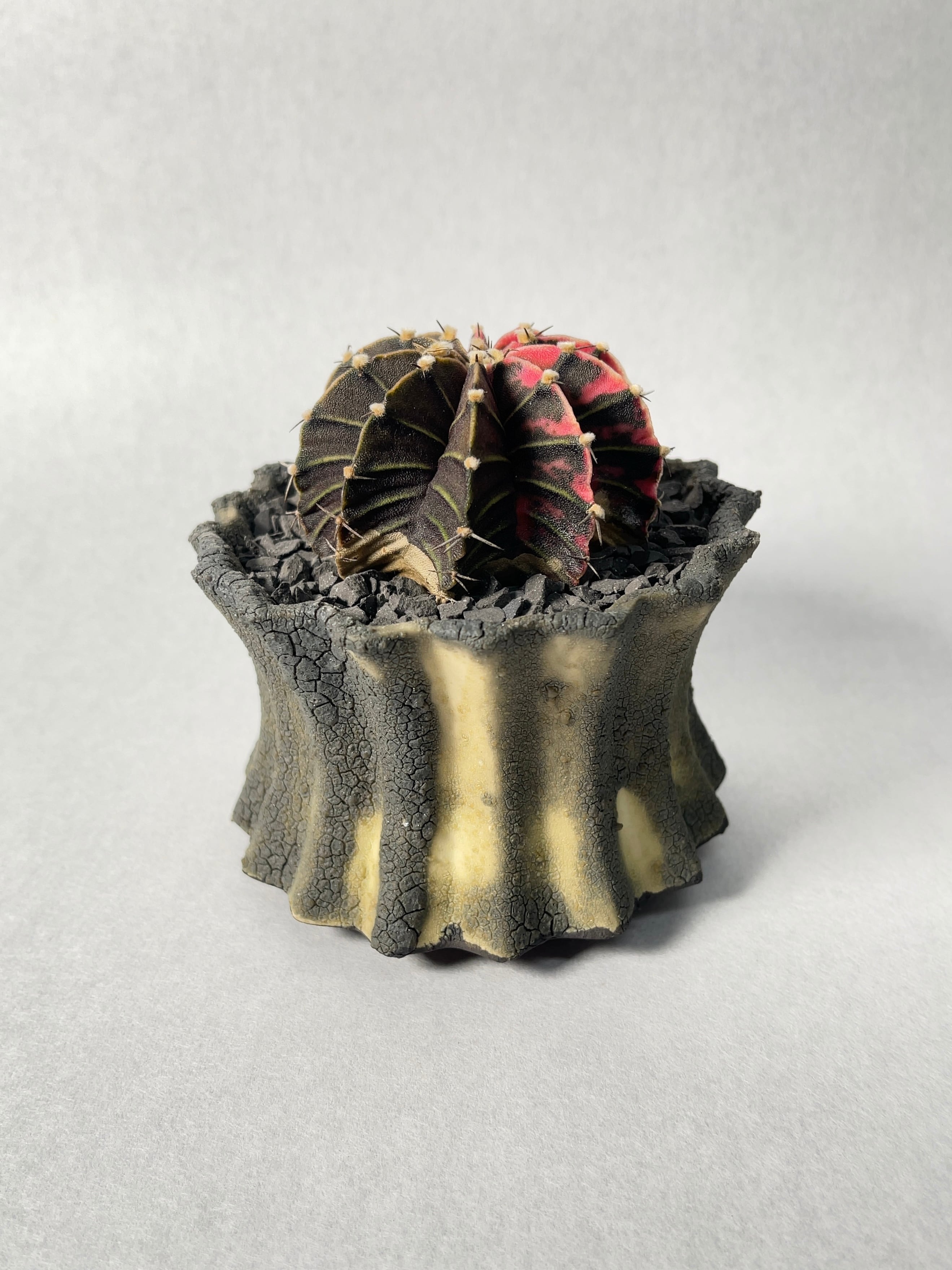 ギムノカリキウム・デイドリームhyb.錦 | trigger