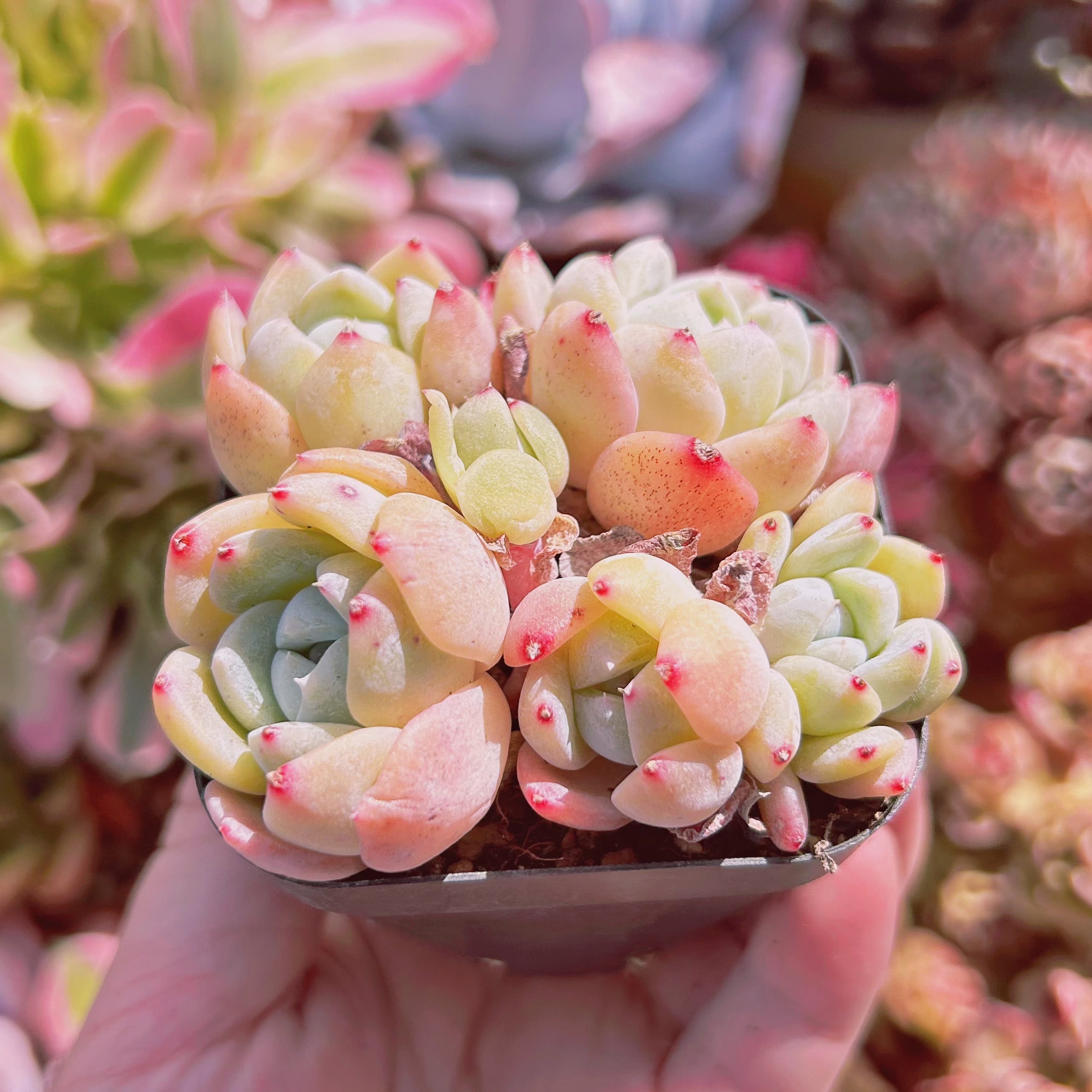 多肉植物 新品種 厚夢 5頭以上 | るる農園~多肉植物専門