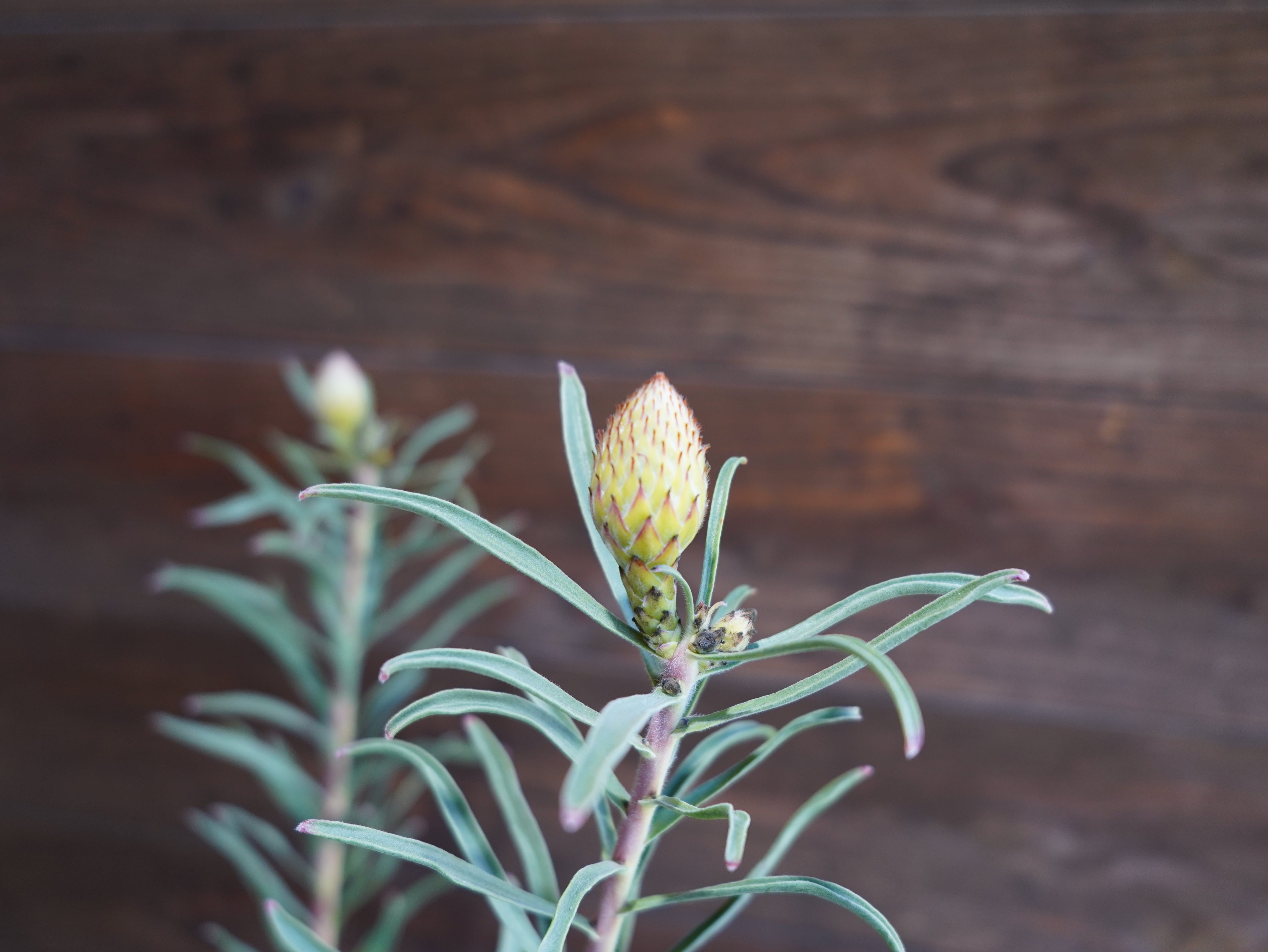 【現物】リューコスペルマム "カーニバルサンライズ"