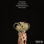 【送料無料】streptophylla MS〔エアプランツ〕現品発送T4354