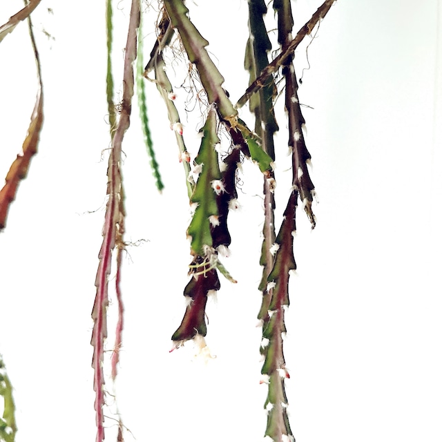 開花中✨花芽付き レピスミウム クルシフォルメ ロングサイズ1m 森林サボテン calm cafe