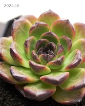 発根済カット苗 アイスランドコーヒー Echeveria 'Iceland Coffee'