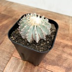 Geohintonia mexicana【ゲオヒントニア・メキシカーナ】