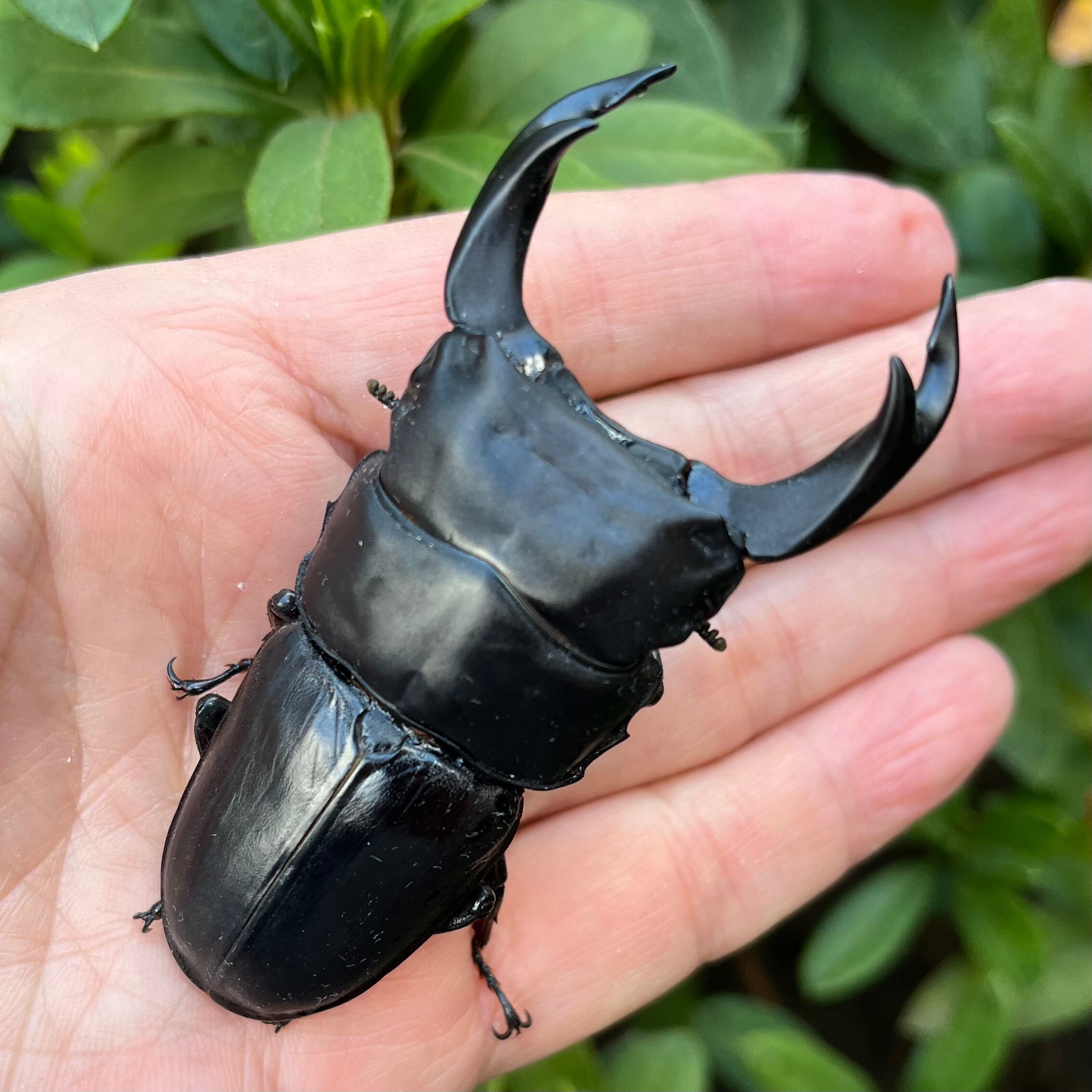 京都府産オオクワガタ F1 ♂75ミリ♀49ミリ　ペア Dorcus NAVI ショップ