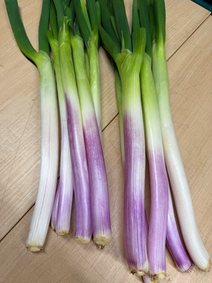 小松菜と季節のお野菜ミニセット【送料込み】