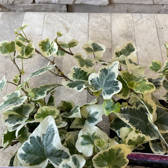 ヘデラ 雪ほたる 3寸ポット 橋本種苗園 ヘデラ 雪ほたる 3寸ポット 橋本種苗園