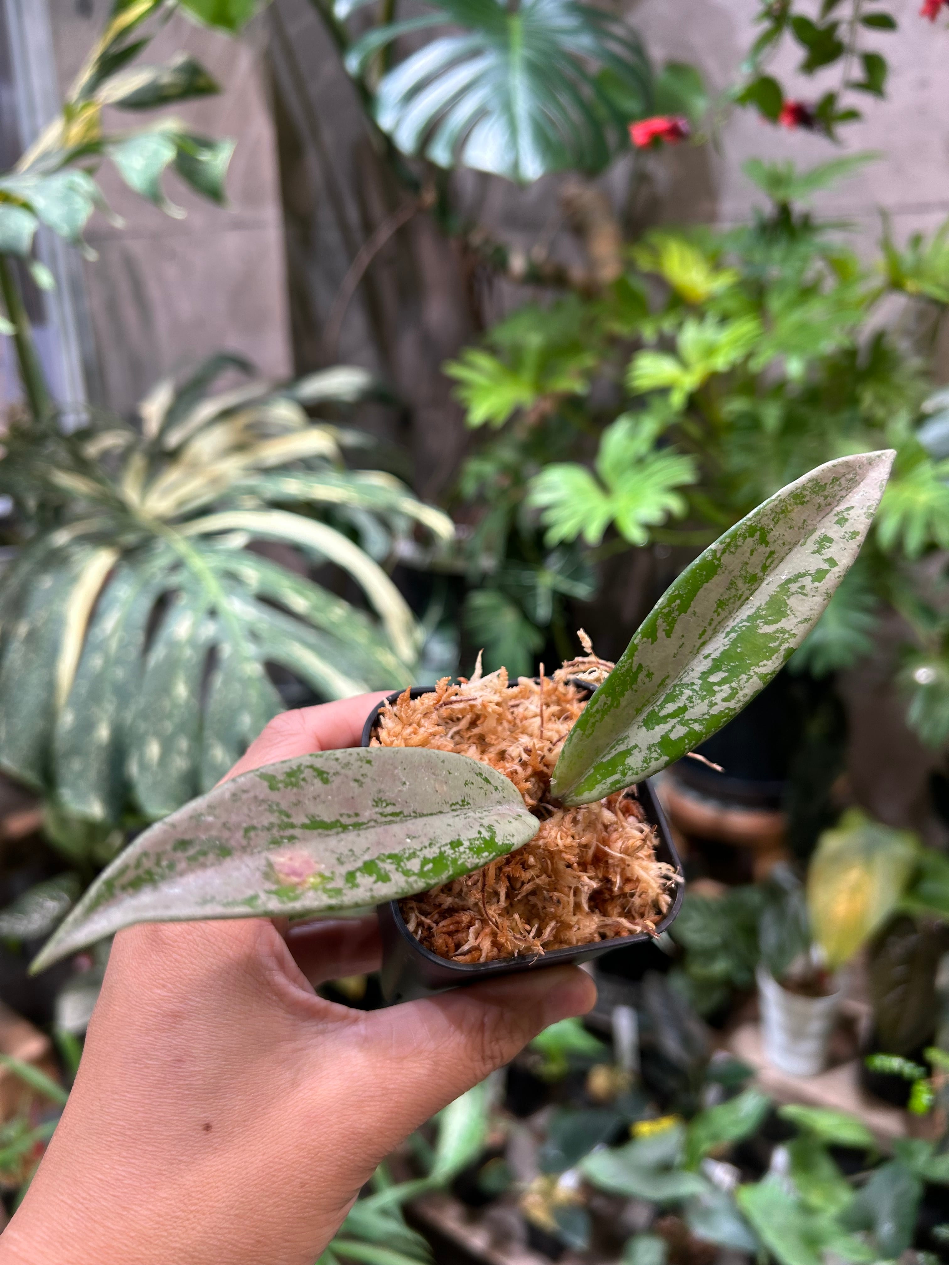 ホヤ グヌンガディン ゴースト | MIDORIYA 観葉植物専門店