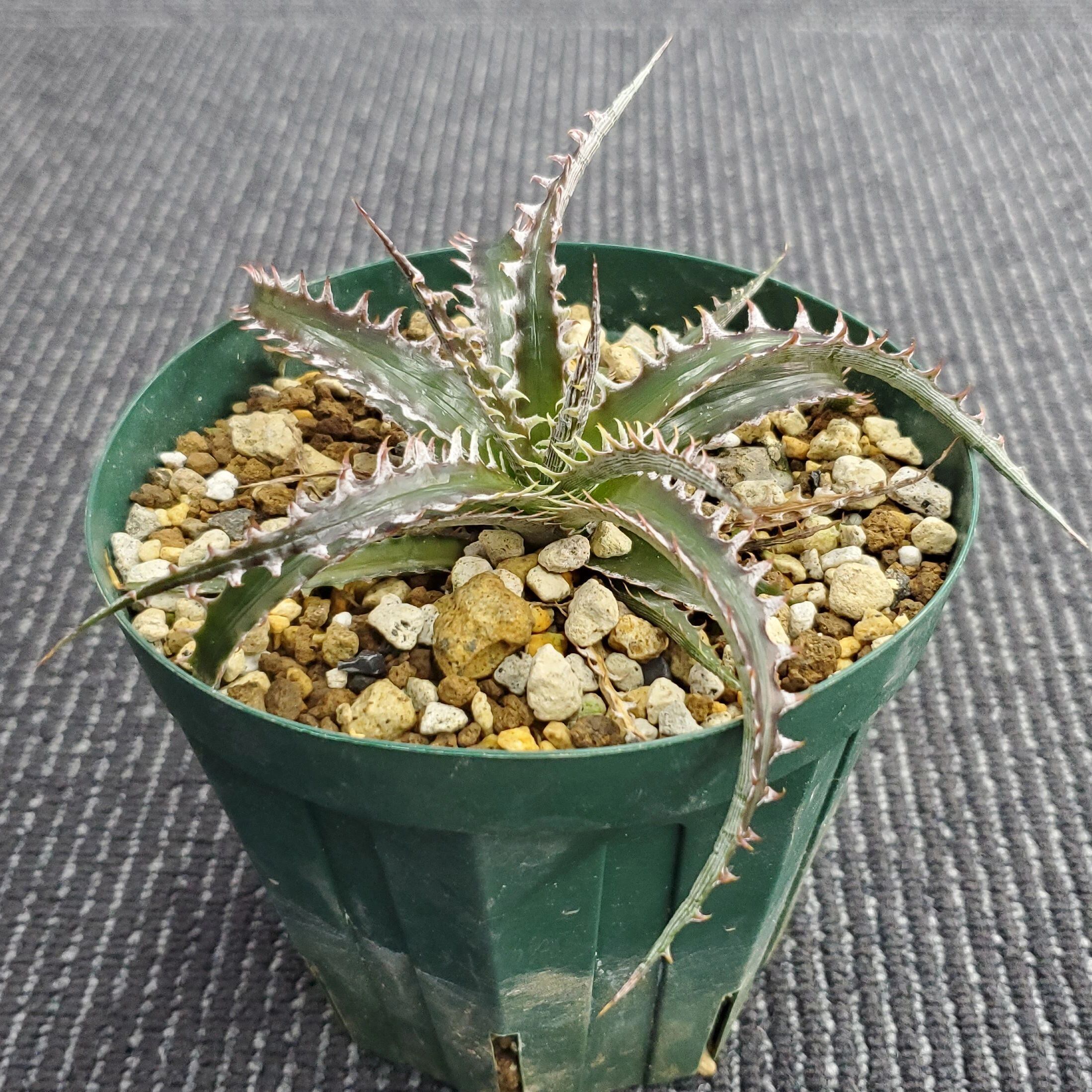 a0414_【Otto #02】Dyckia dawsonii Hybrid 'Purple Silver' x 'Big