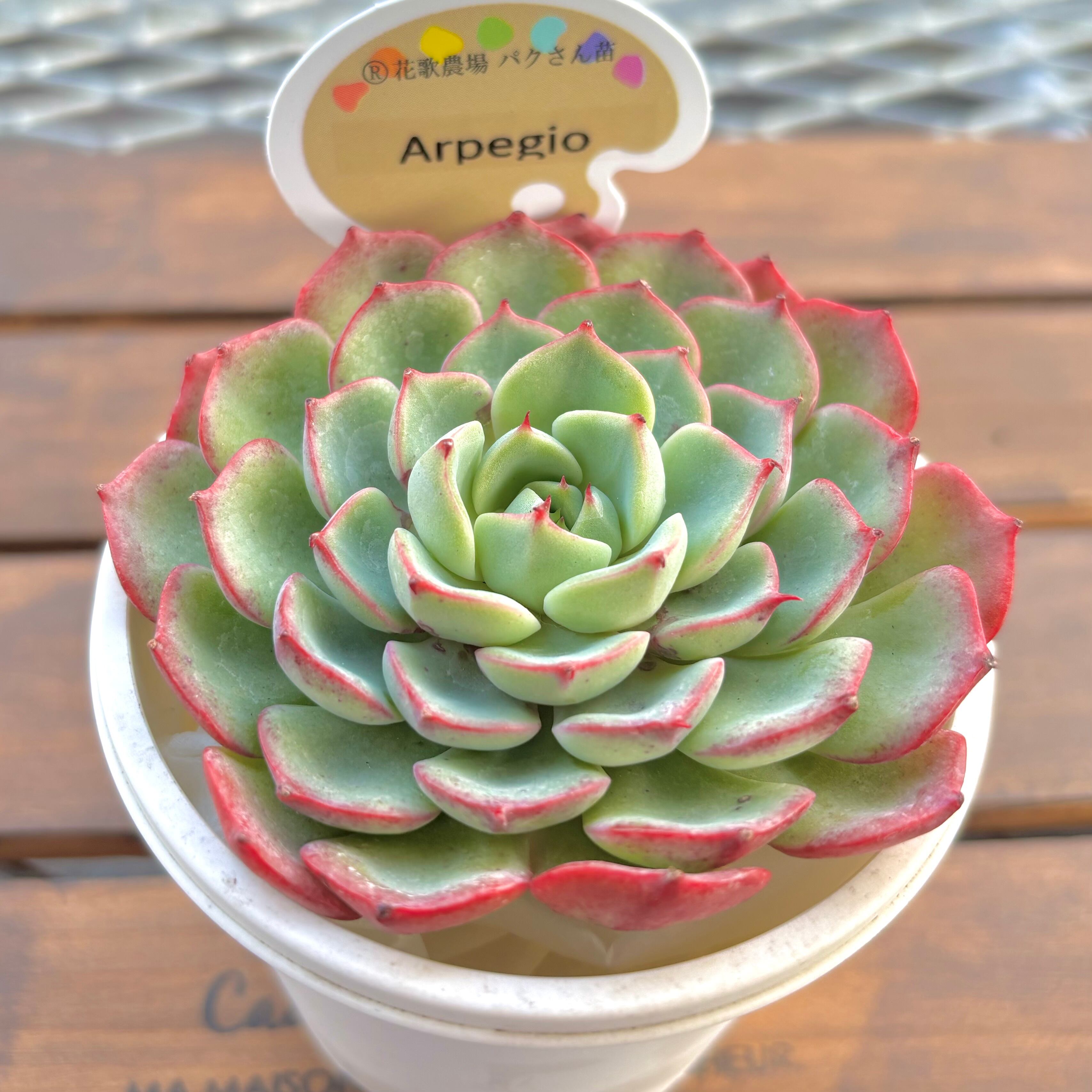 ようせいのしっぽ