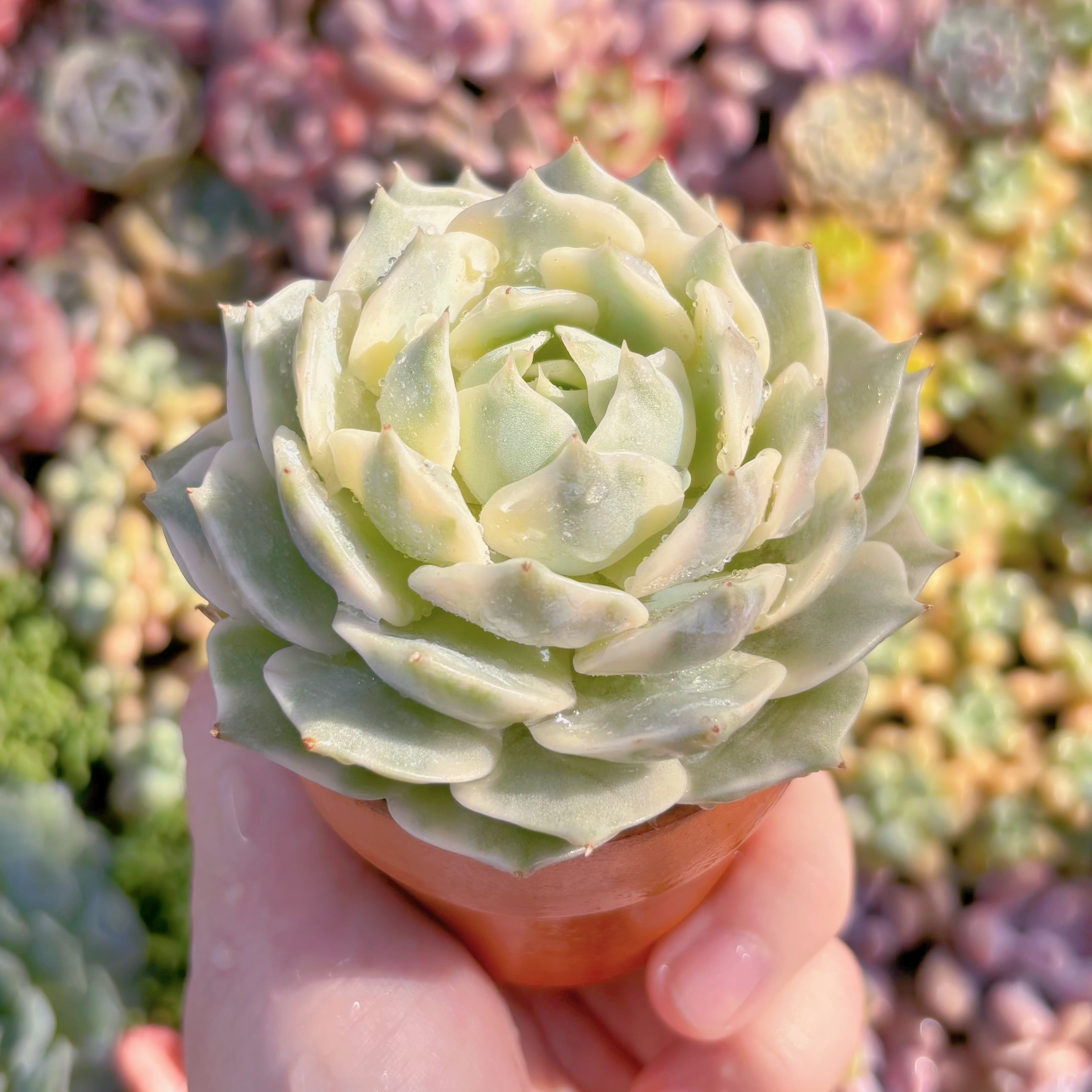 多肉植物 ローラ錦 新入荷 るる農園 | るる農園~多肉植物専門